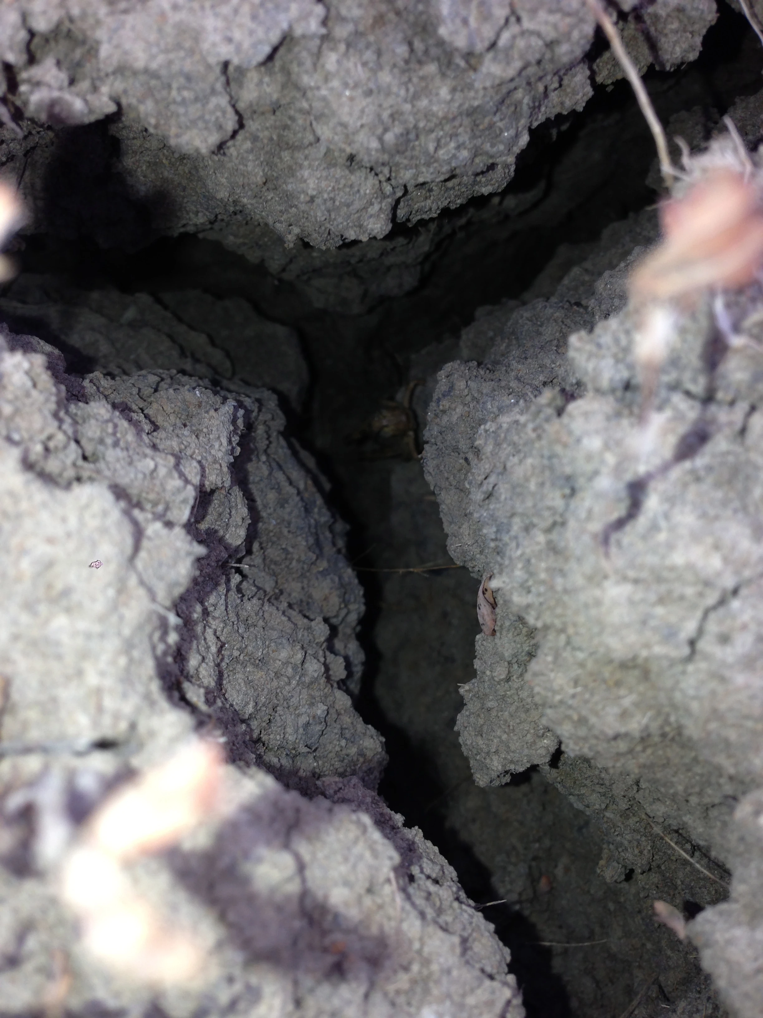 The crack went so deep, I took a close up of it, with a flash, to see how deep. I got a photo of a grasshopper trying to stay cool I guess.