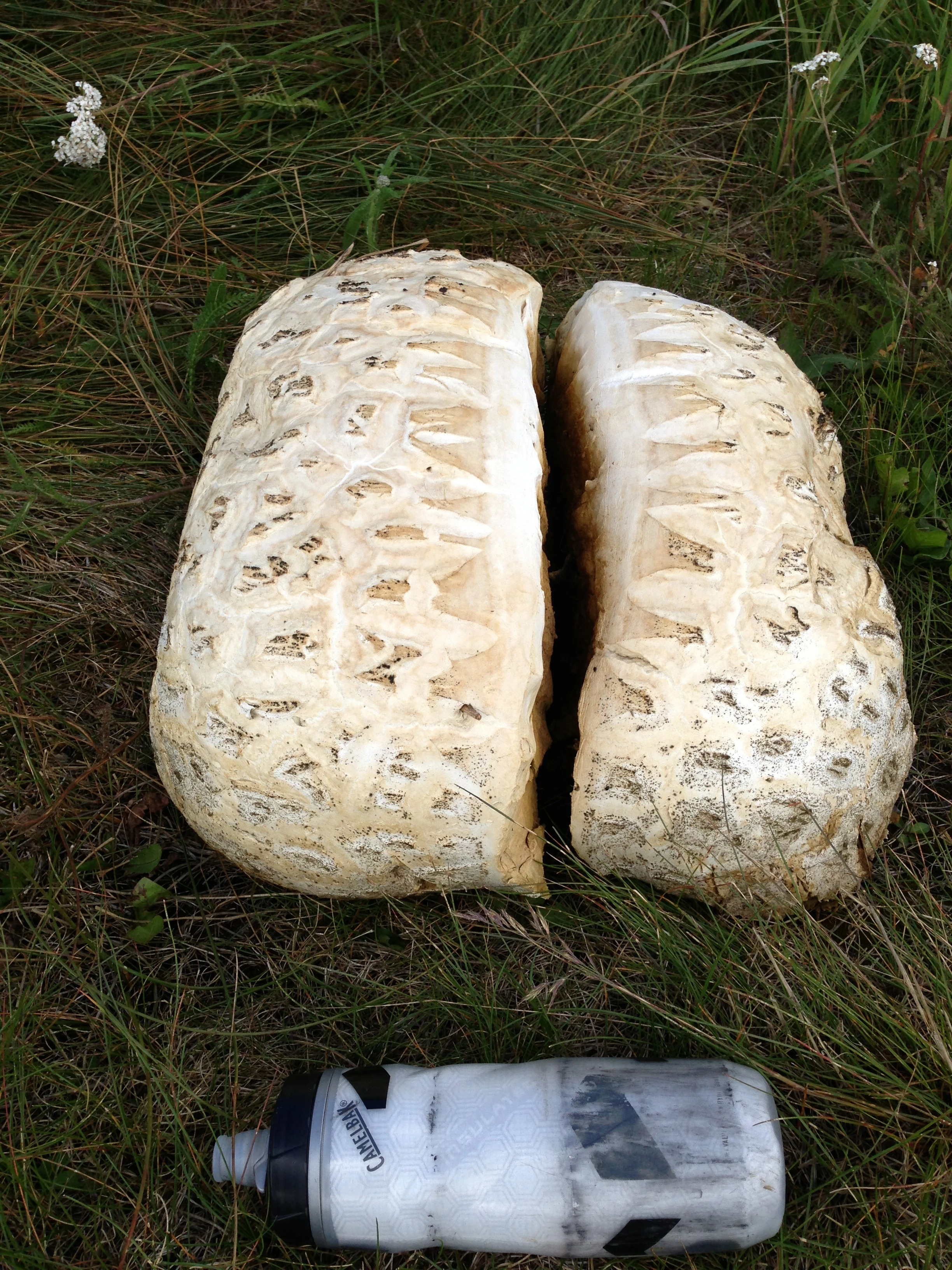 I saw this mushroom near the top of Vail Pass. I have no idea what it is, but it is the biggest mushroom I&rsquo;ve ever seen.