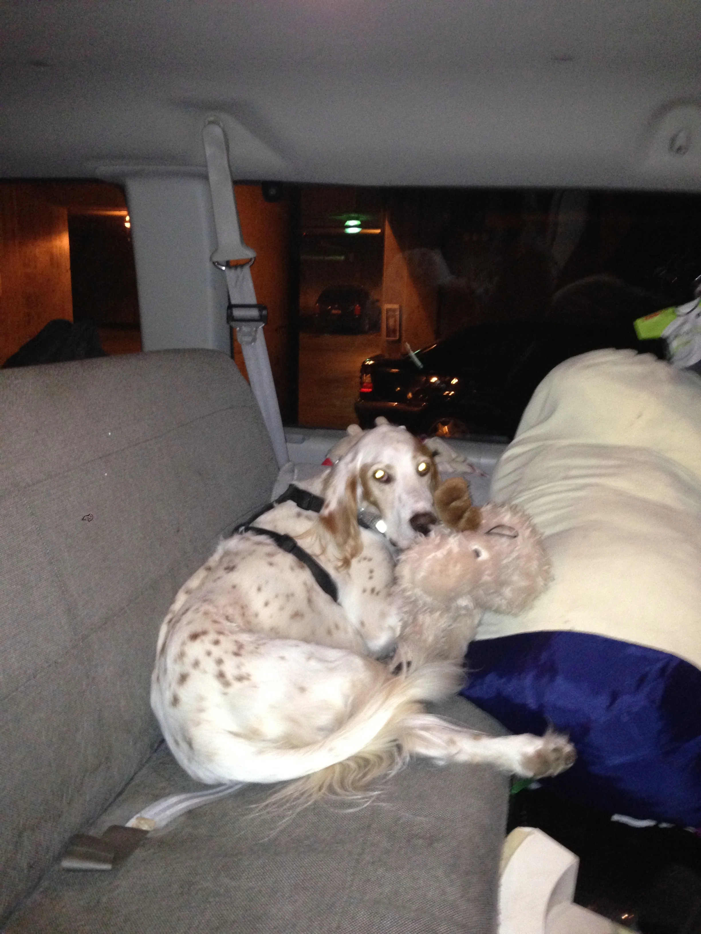 Bromont was worried to death about getting left. I wonder why that is, since he always gets to go.