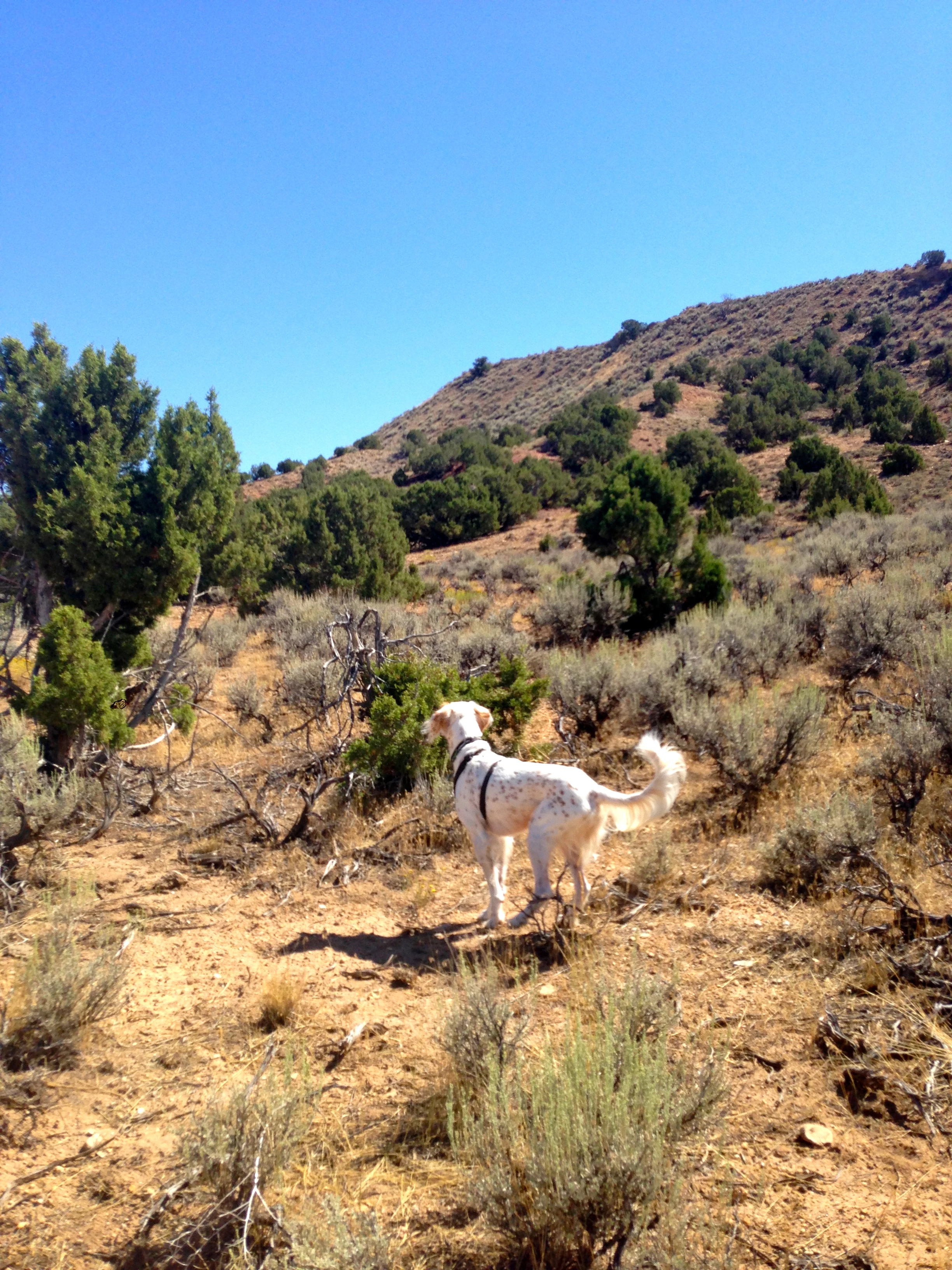 I stopped in the middle of nowhere and let Bromont romp in the tundra for a while.