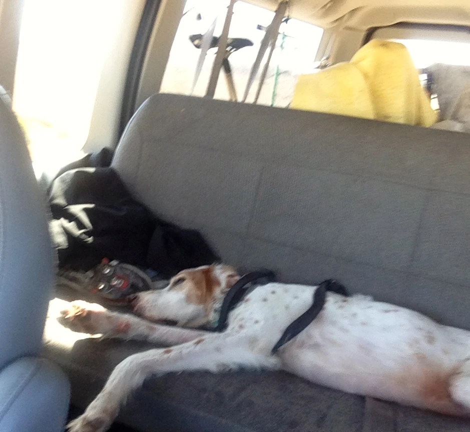 Bromont after running around chasing rabbits. This is one of his usual traveling positions.