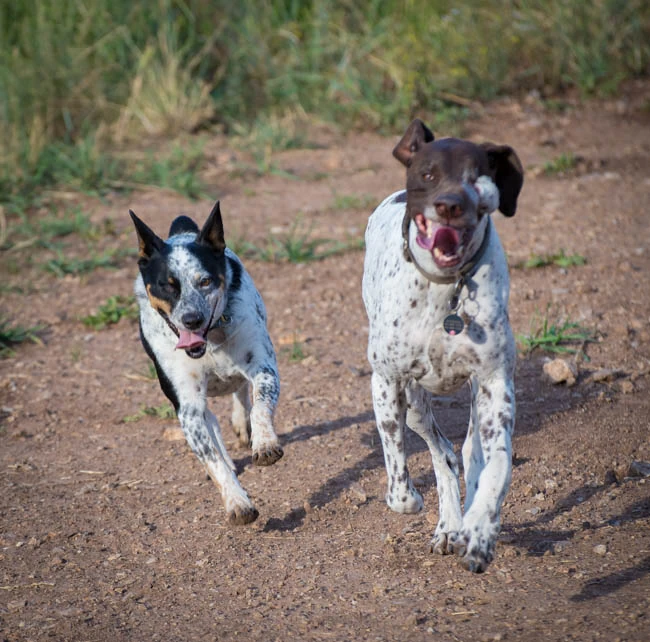 Ranger and little sister, Kaya, doing what they do best, run.