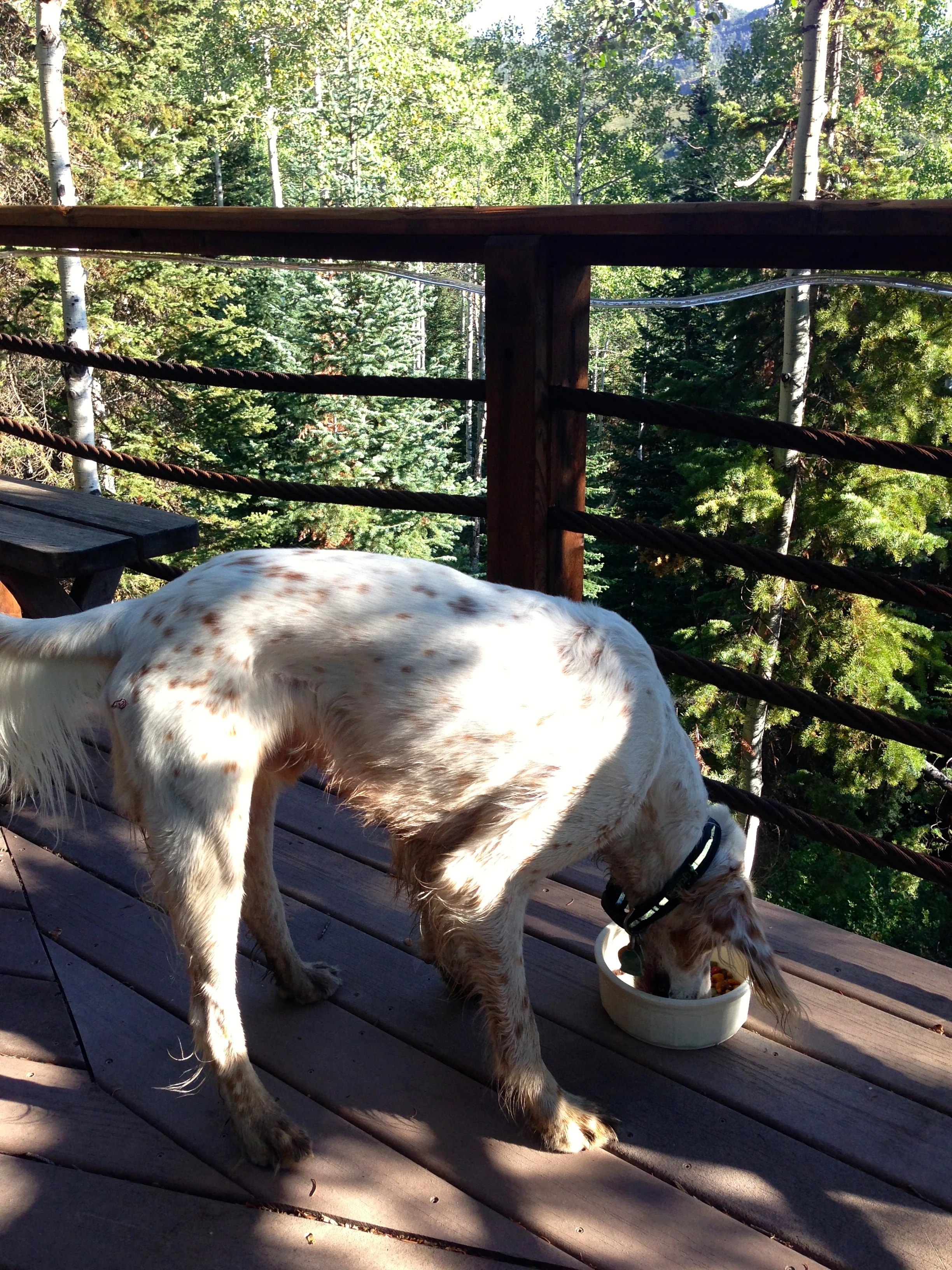Bromont ran around in the mountains for 3 hours this morning. He would only stop to refuel, but was gone again instantly.