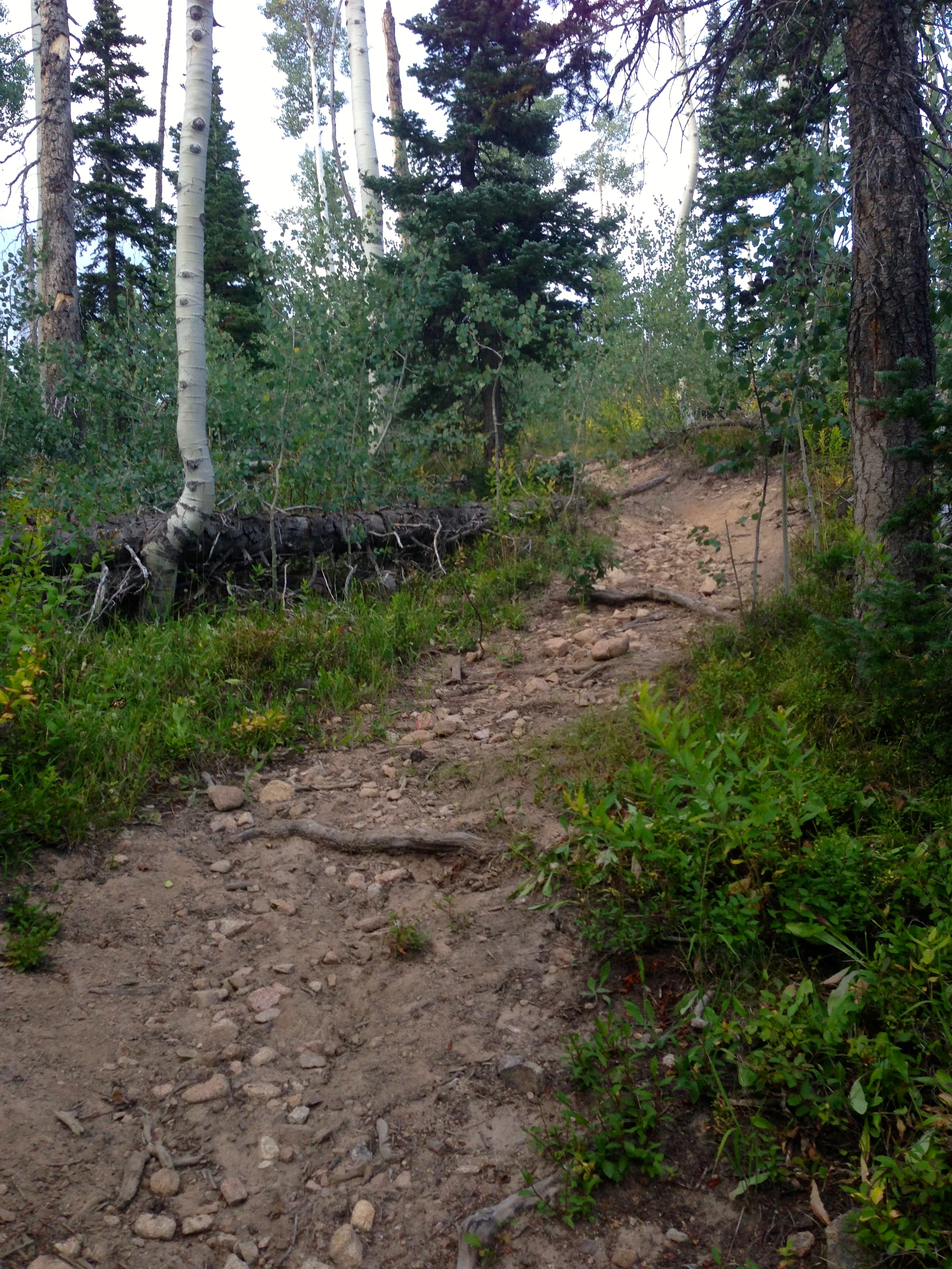This is Upper Bear trail and it is very hard to climb, even without all the downed trees.