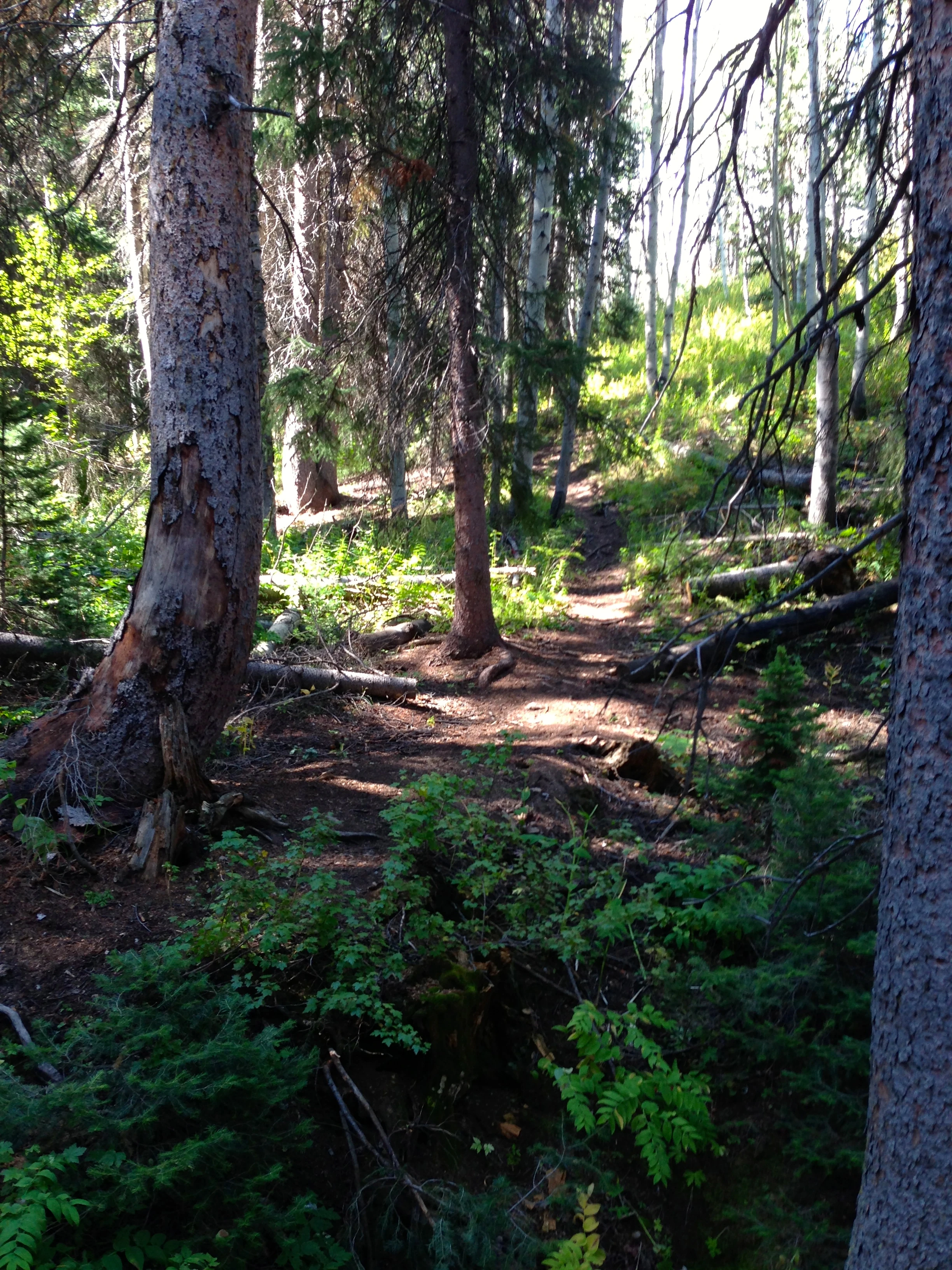 There are a ton of different terrain right around the Eriksen compound.