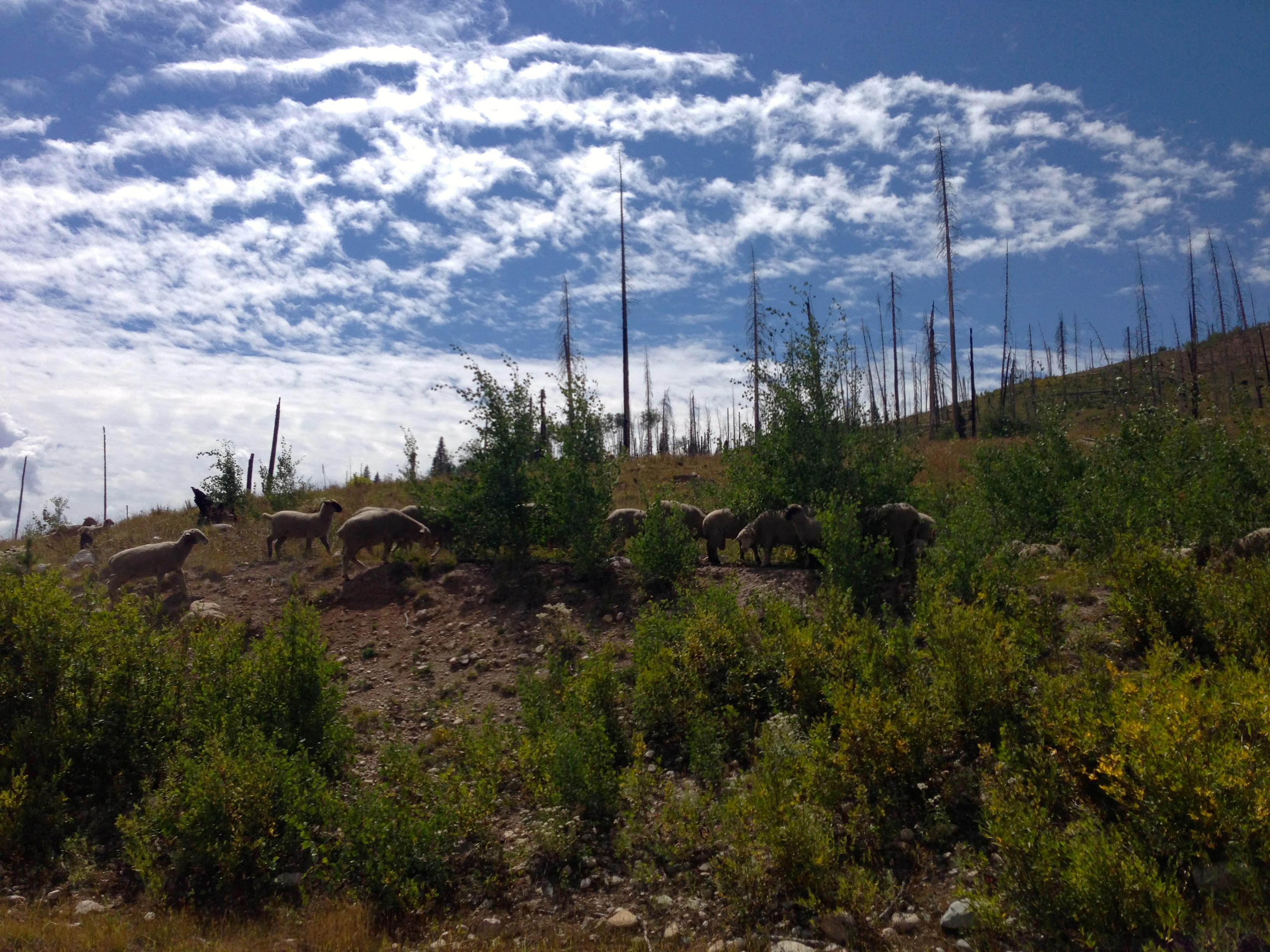 Nearly the whole ride was open range. Plus it is bow season here, so there were a bunch of hunters out.
