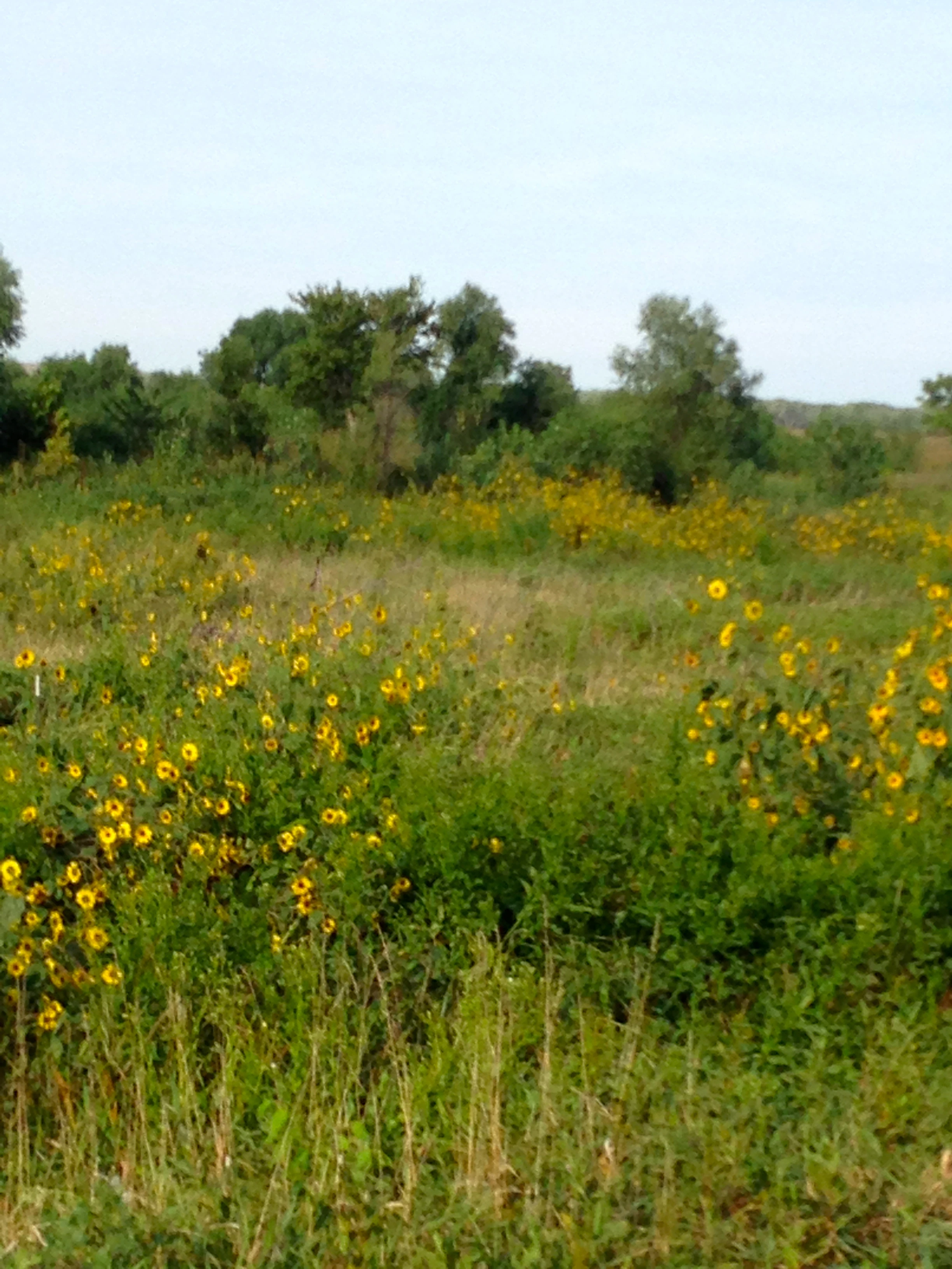 Nearly every fence line and field has sunflowers now.