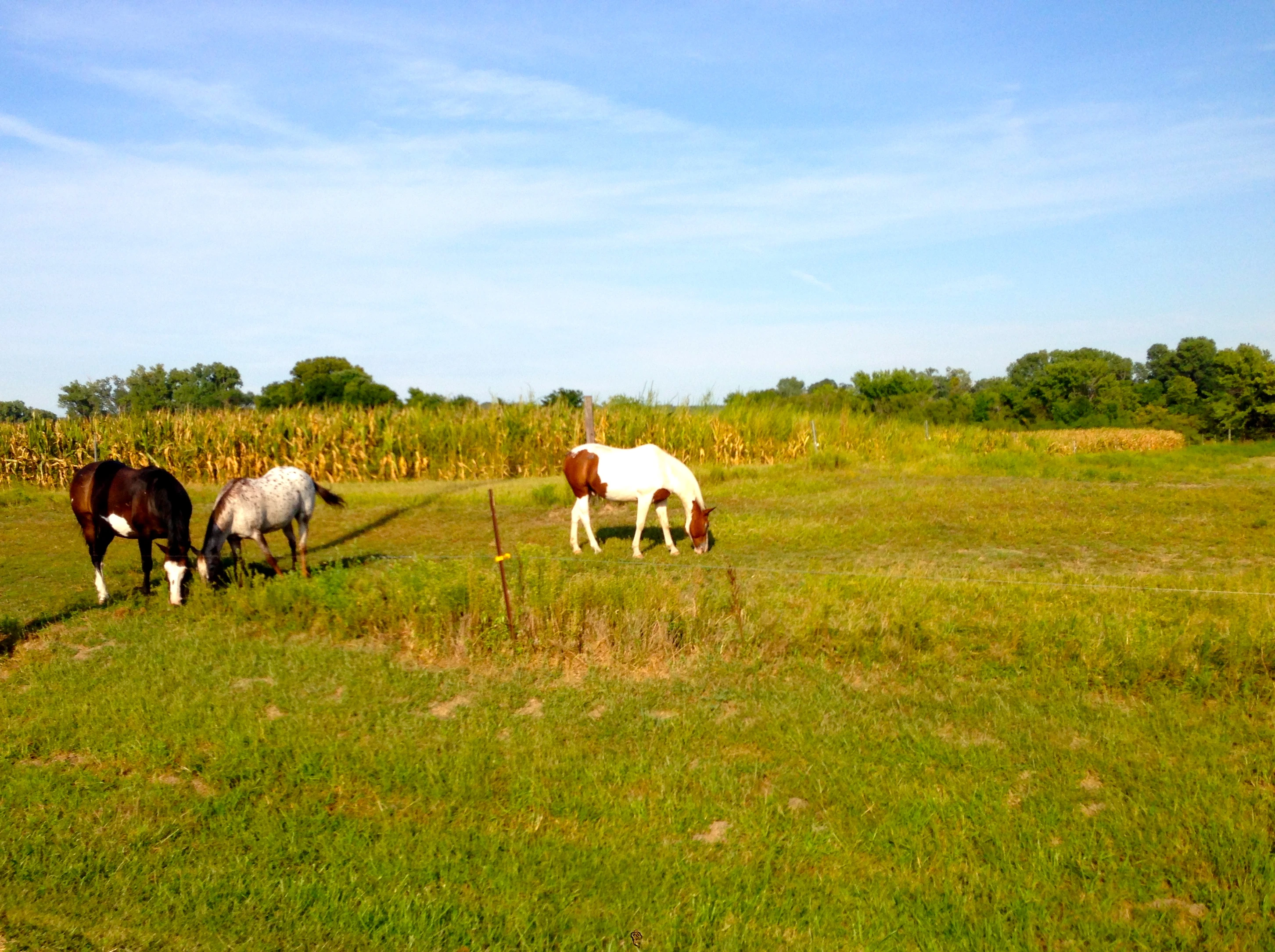 And everything is green, which is unusual for Kansas at the end of August, early September.