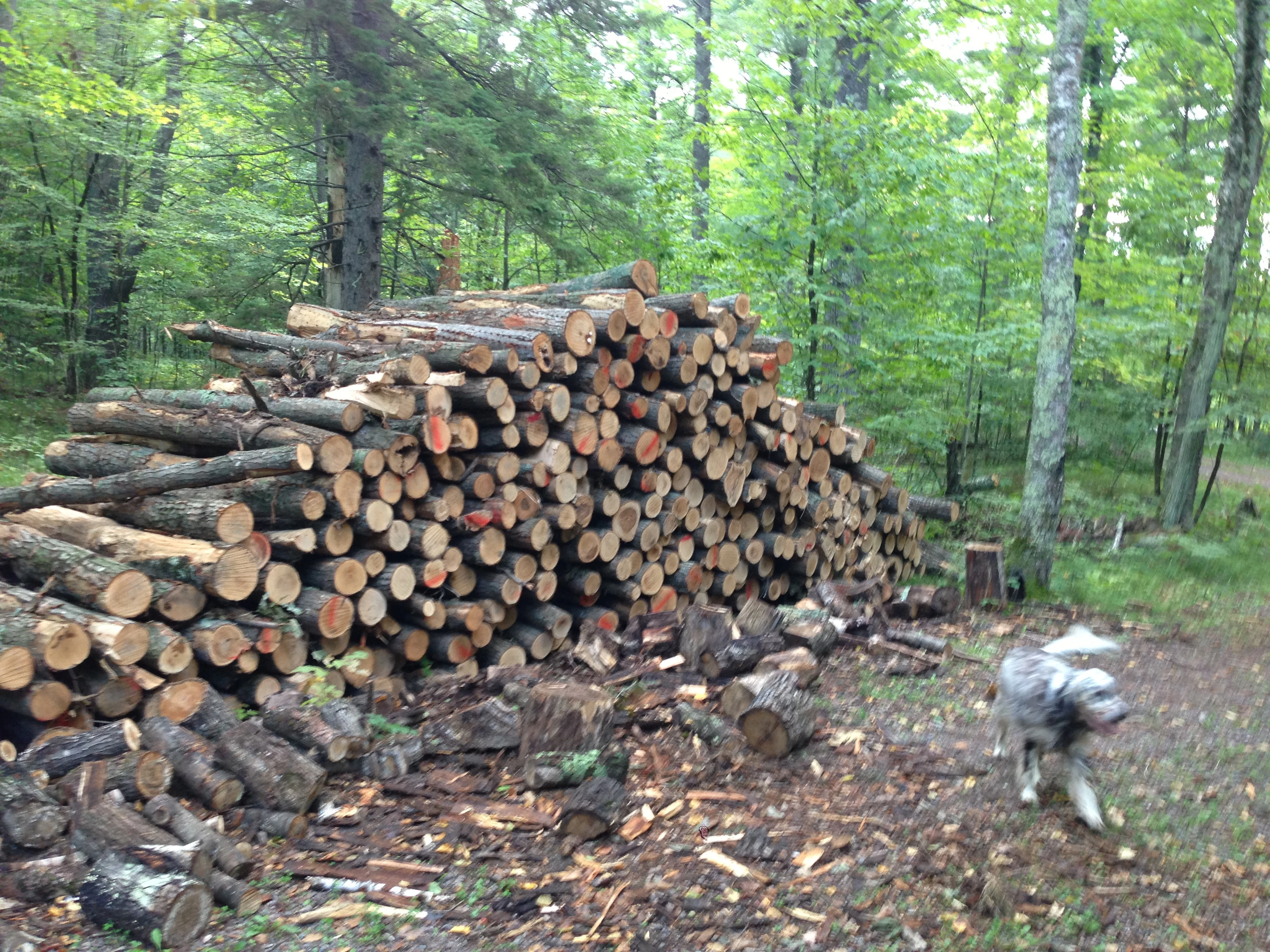 Wood pile for after the race. 10 loggers cords. It is really nice oak. We&rsquo;ll see how my shoulder and hand like this.