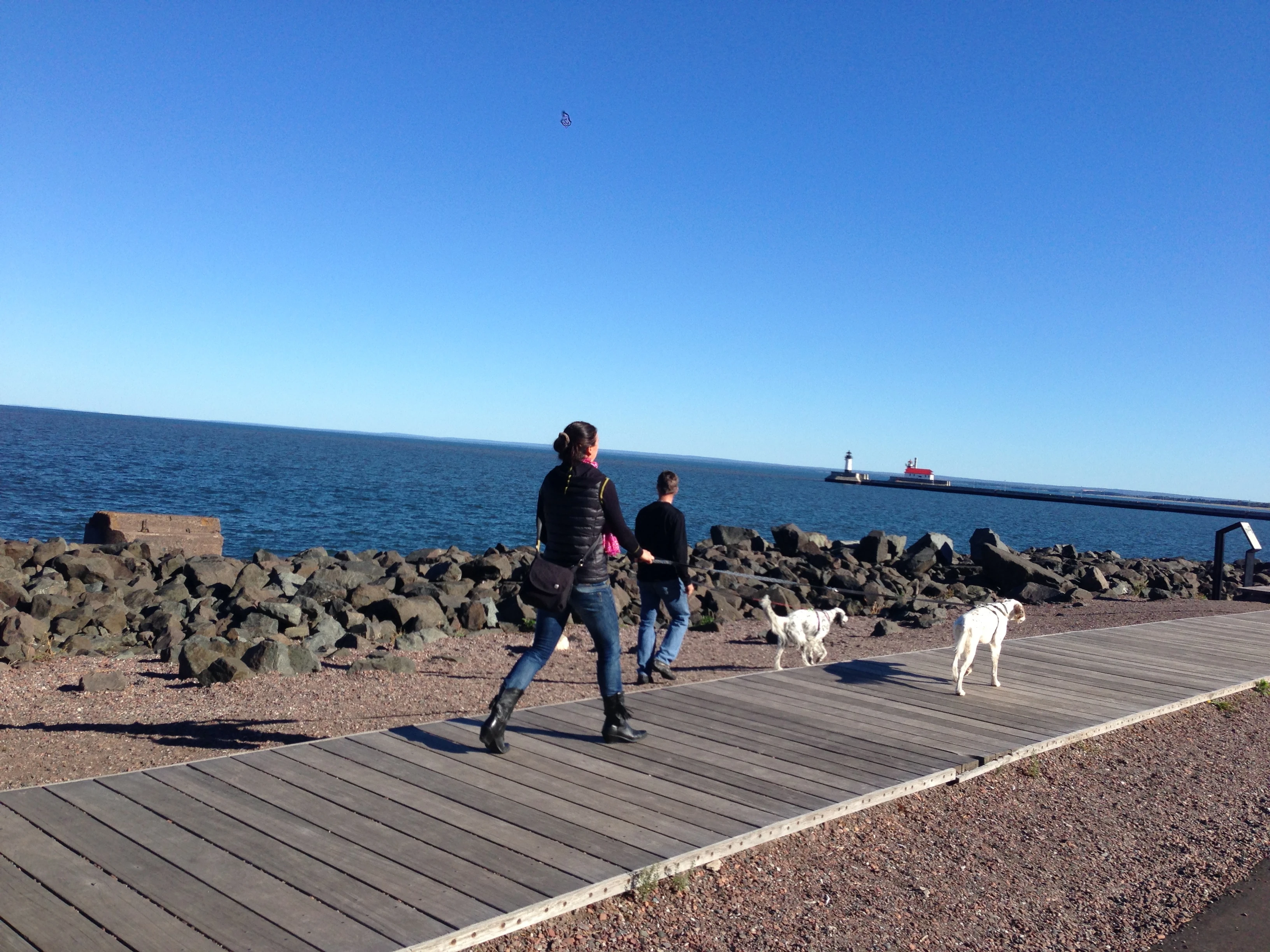 Dog walking on the board walk.