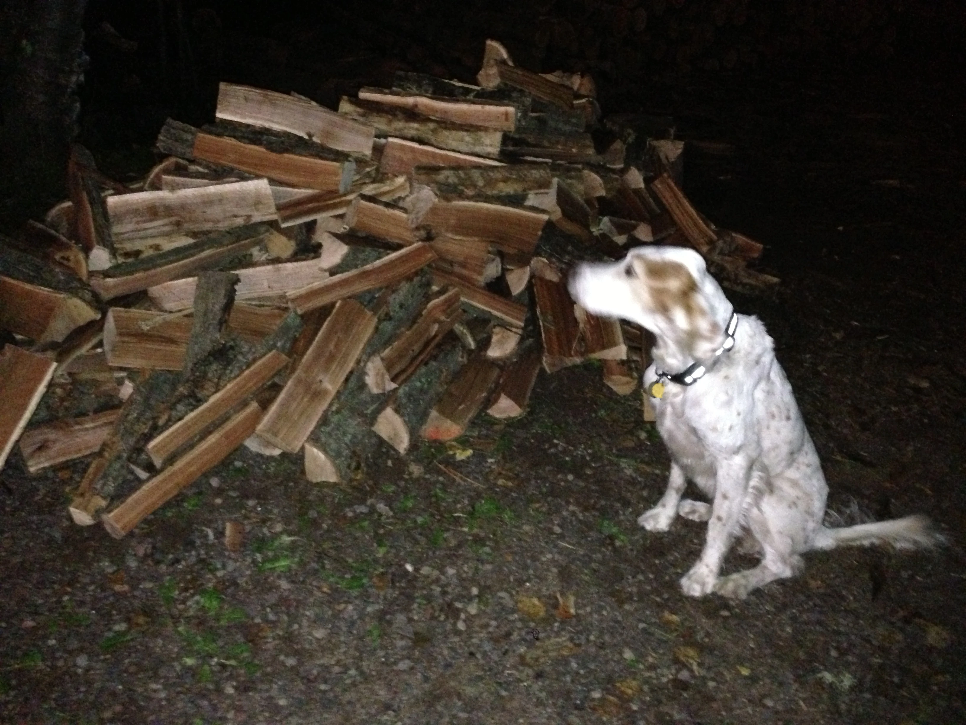 Bromont trying to take credit for my pile of split wood.