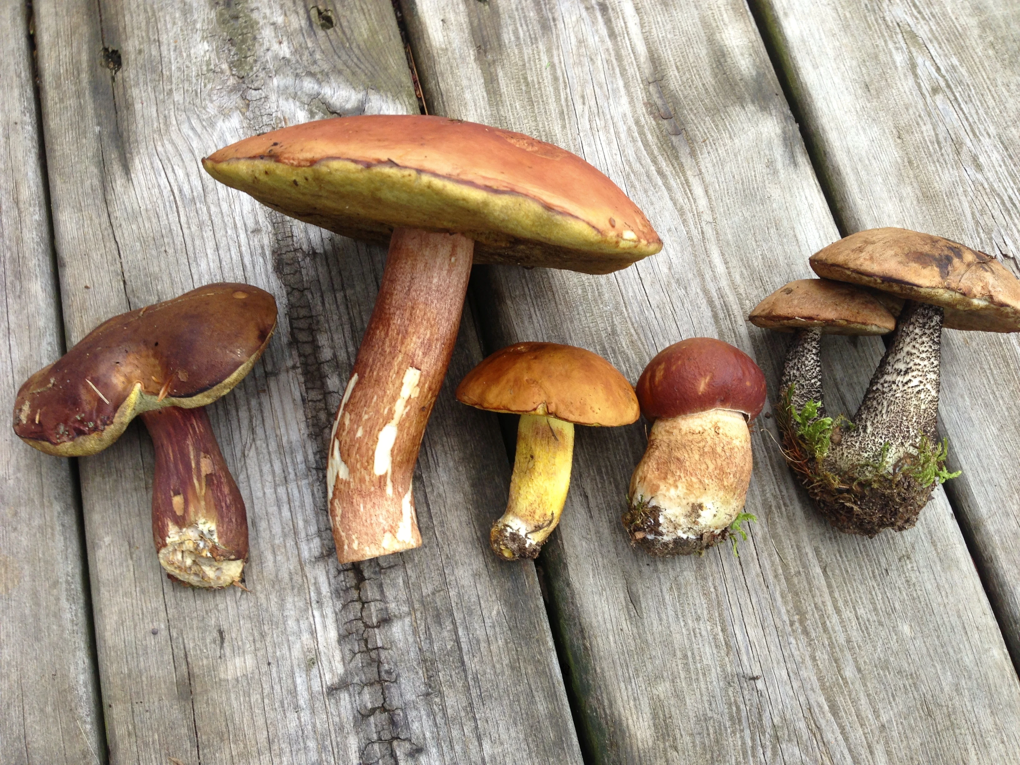 These are all edible.