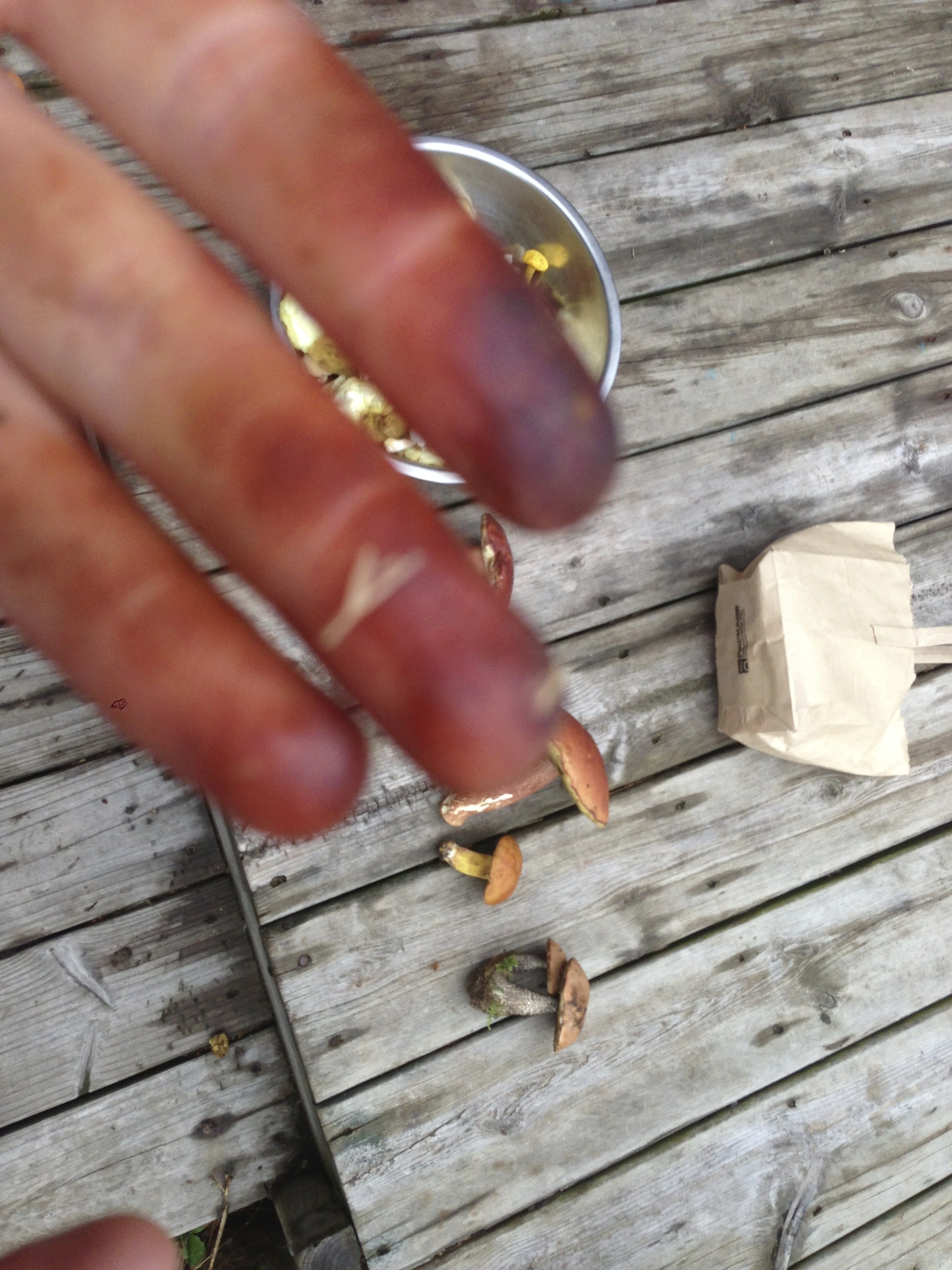 These are Yuliya&rsquo;s hands after picking mushrooms.