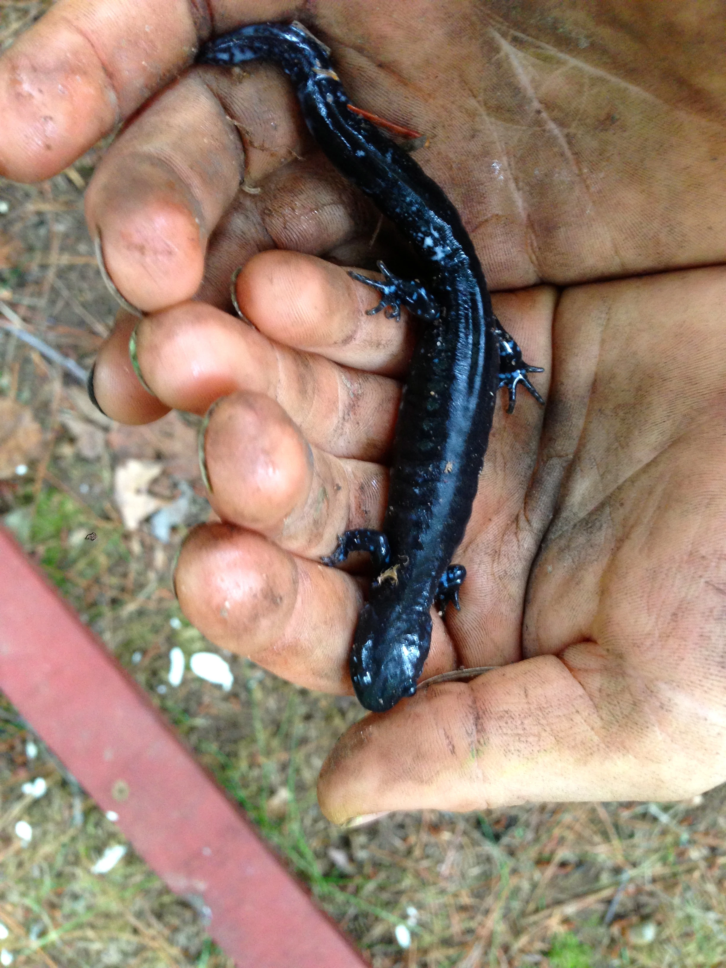 This guy was under a log. George&rsquo;s son, Dania, is keeping it for a bit, then releasing it.