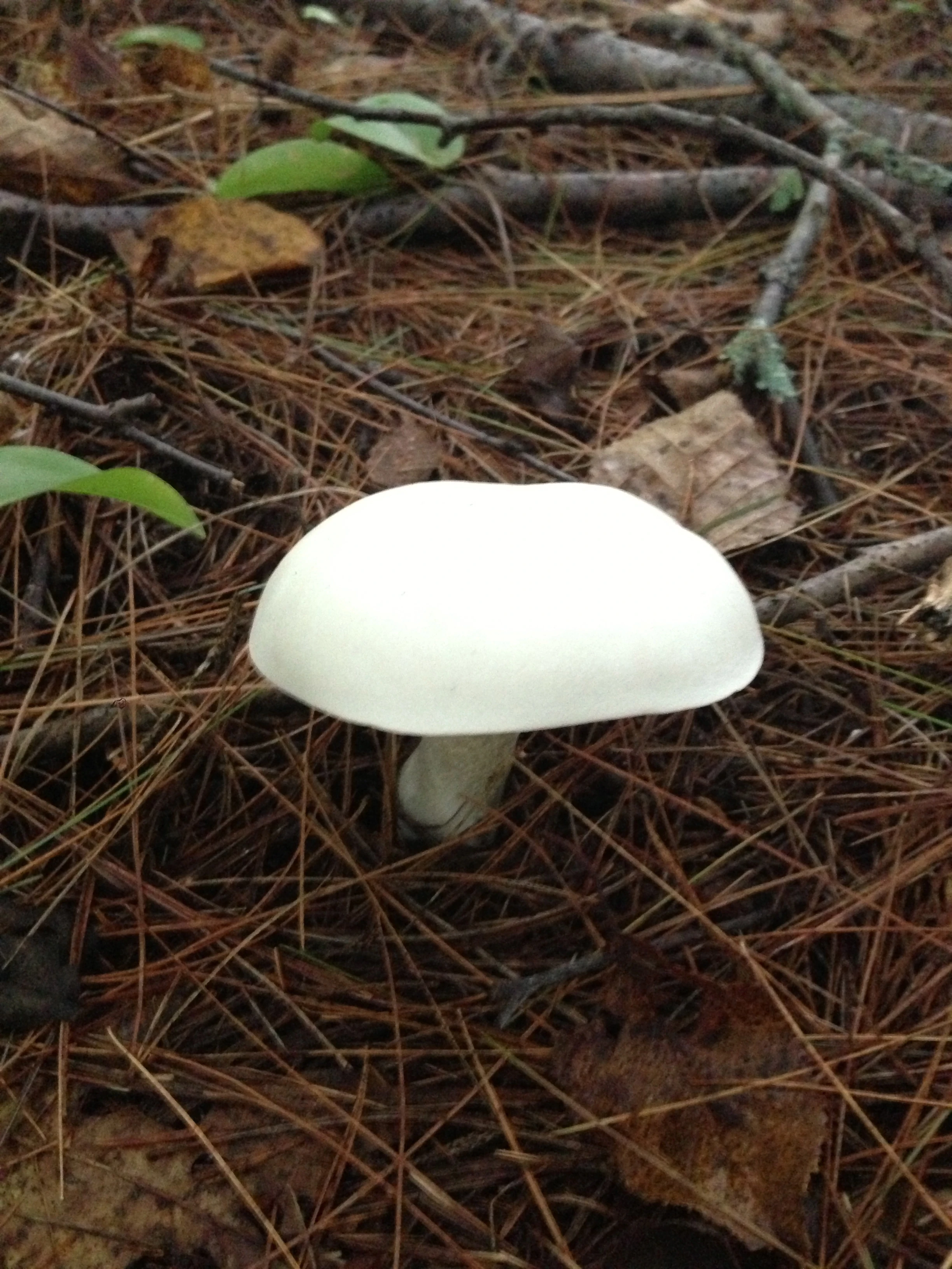 This one was one of my favorites.