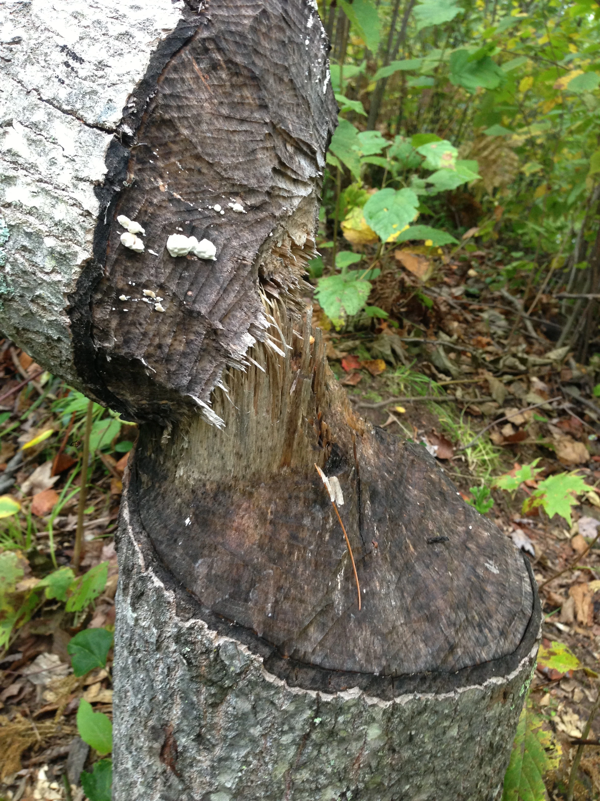 I&rsquo;ve never seen a beaver in the lake, but there are a few trees that show they are around.