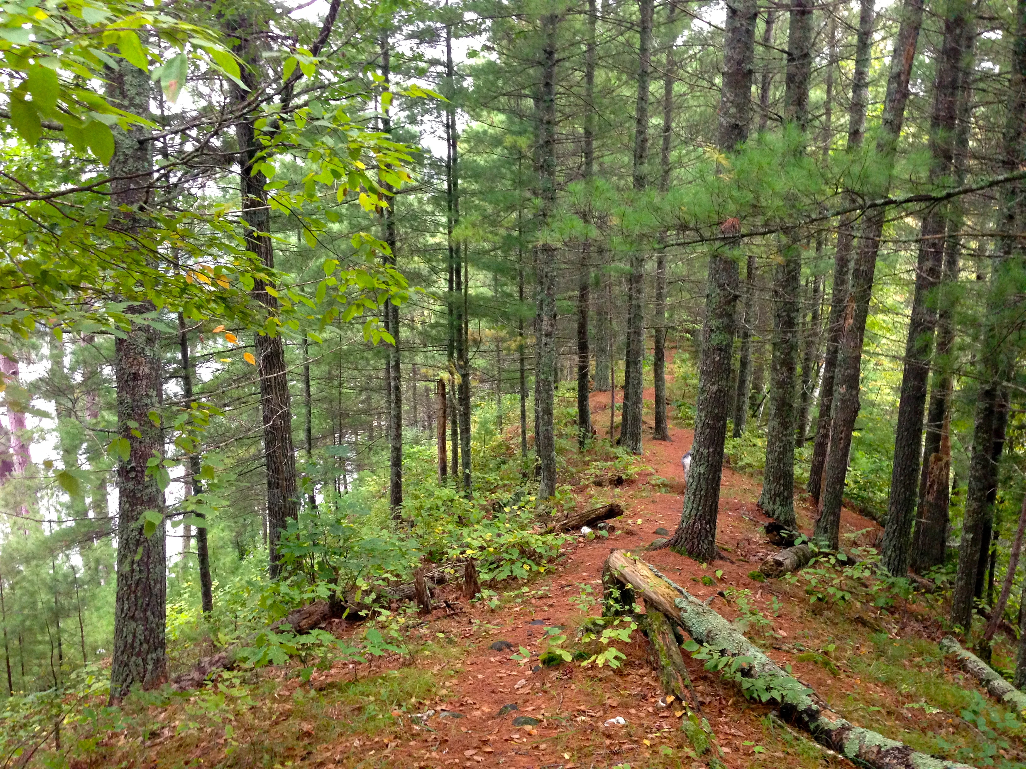 Walking in the woods is great behind Dennis&rsquo; compound.