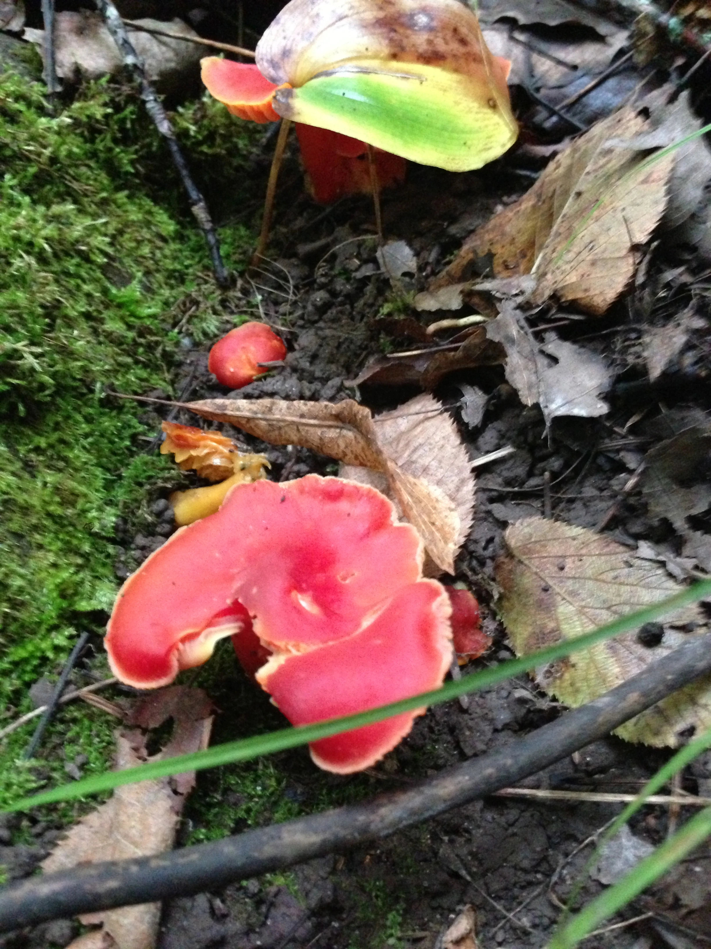 With such a wet late summer, the mushrooms are everywhere.