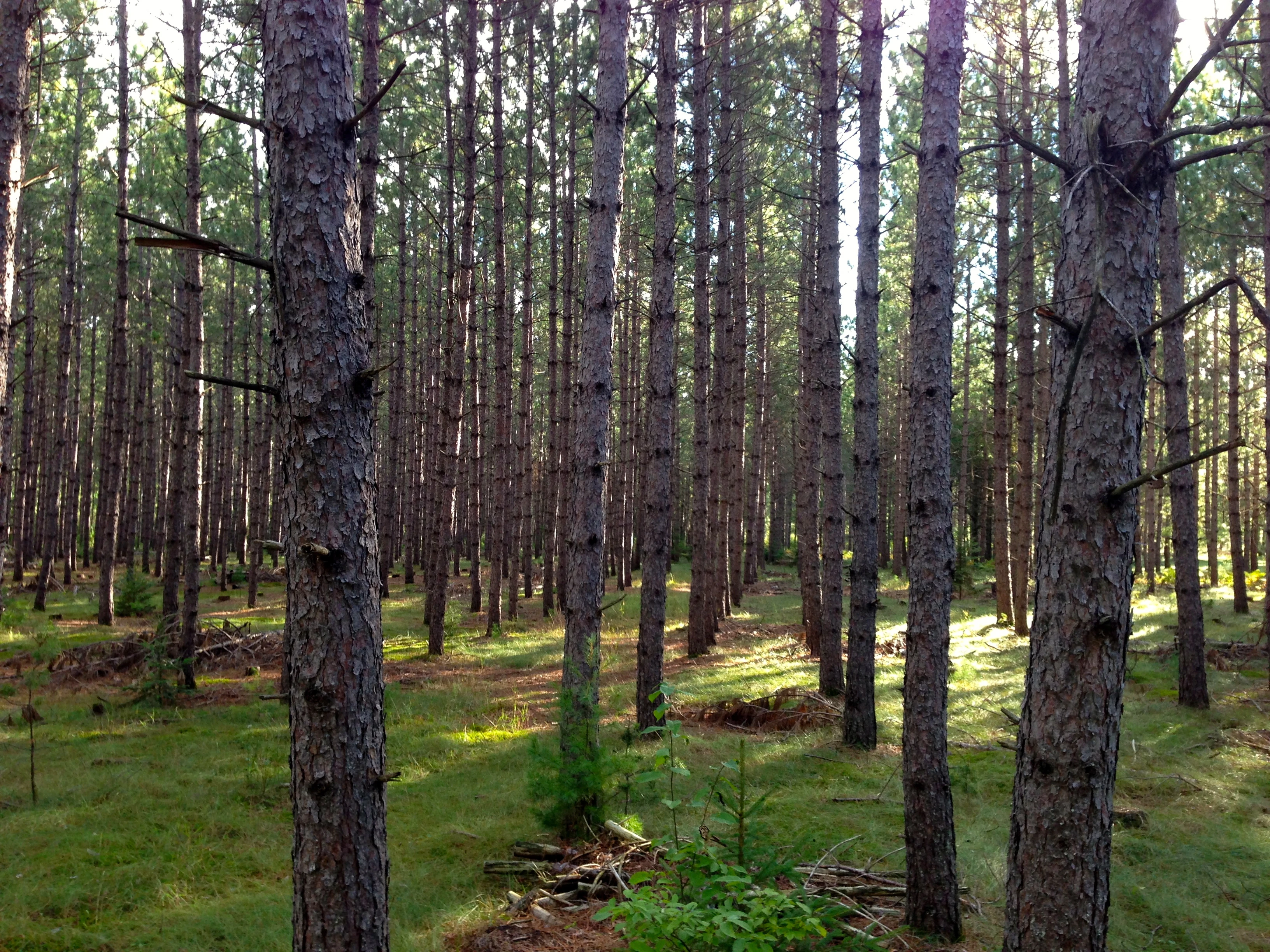 I like repetition in things, especially in nature, even though a tree farm might not be considered nature by some.