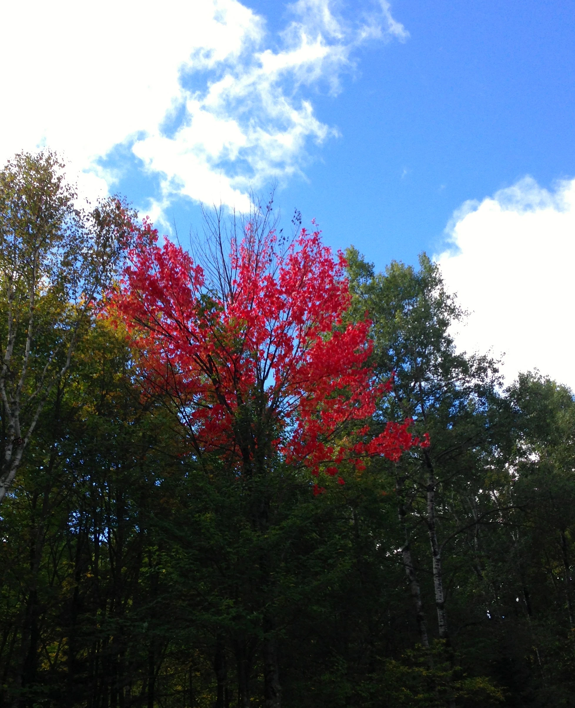 The trees are just turning here, which is pretty late for this area.