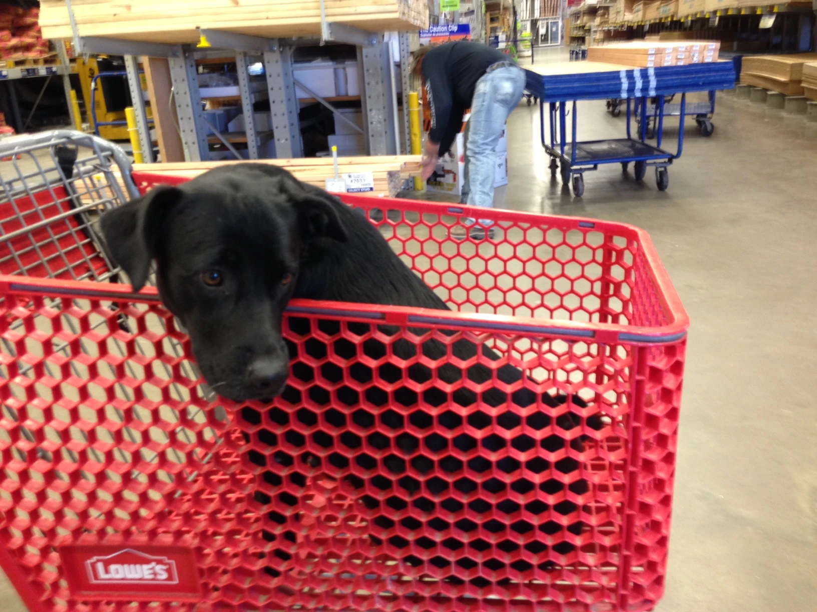 I saw this guy hanging at Lowes yesterday. He was looking for his people.