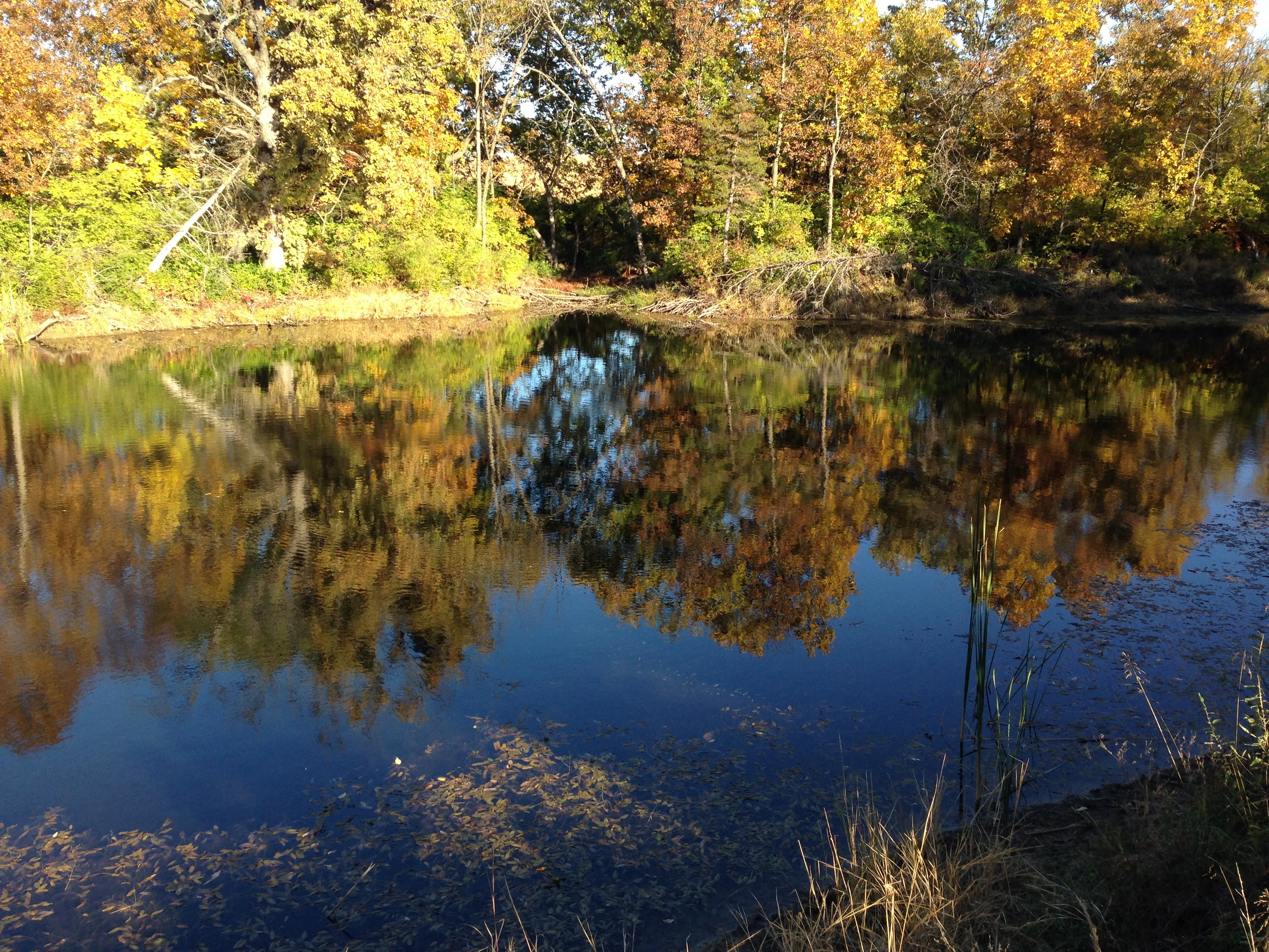 I like it when leaves fall into ponds. It seems like they are suspended in place and it changes the color of the water.