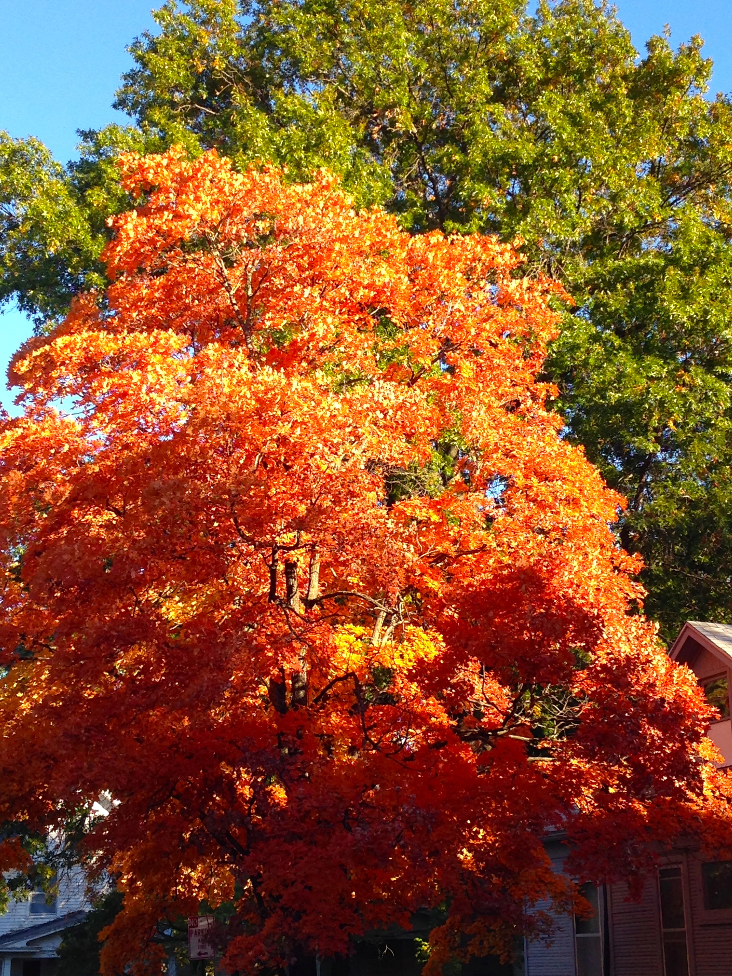 The Maple trees are looking good this year.