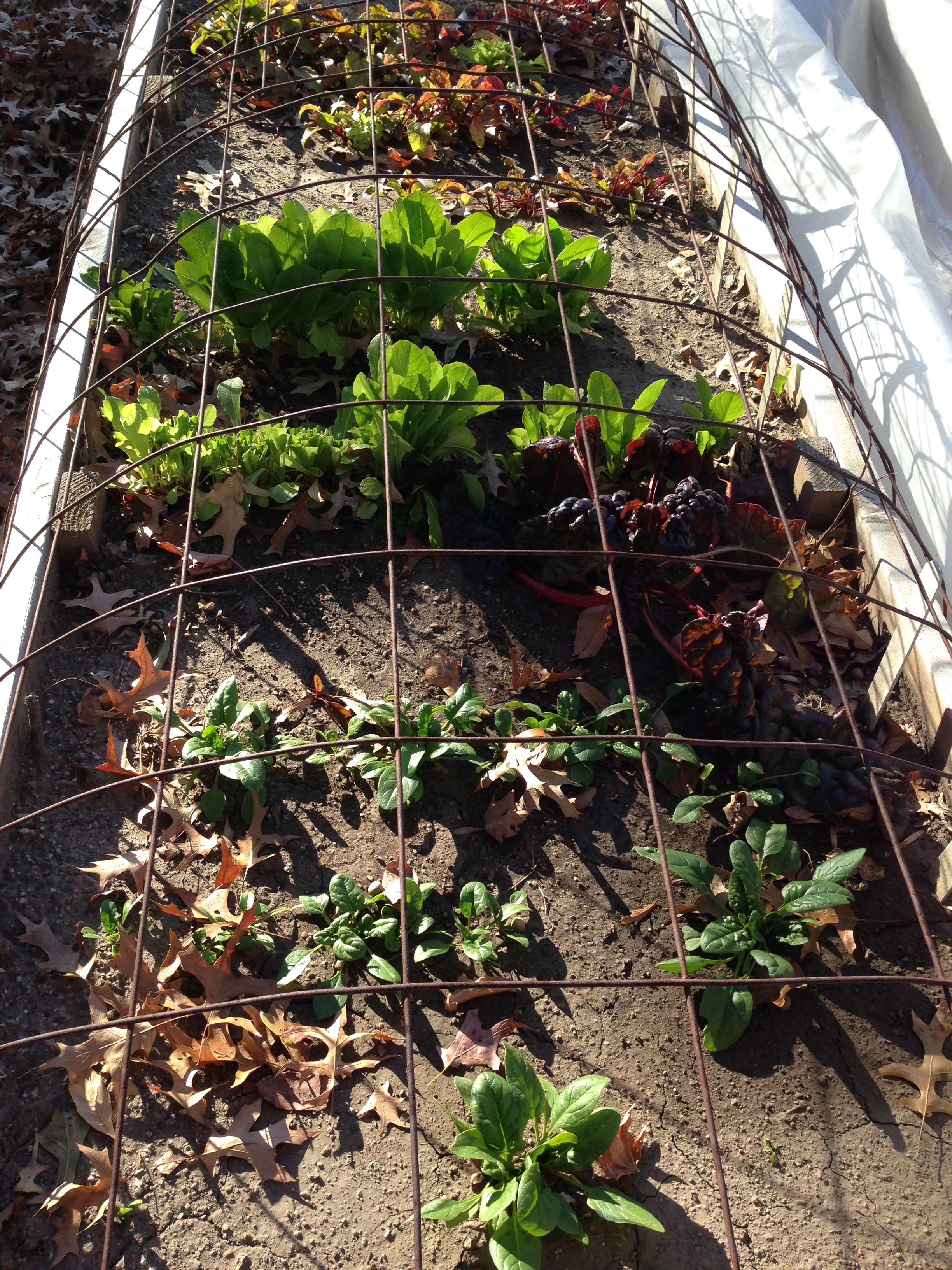 It&rsquo;s been so warm that we&rsquo;re still eating lettuce and spinach for our garden. We cover it at night.