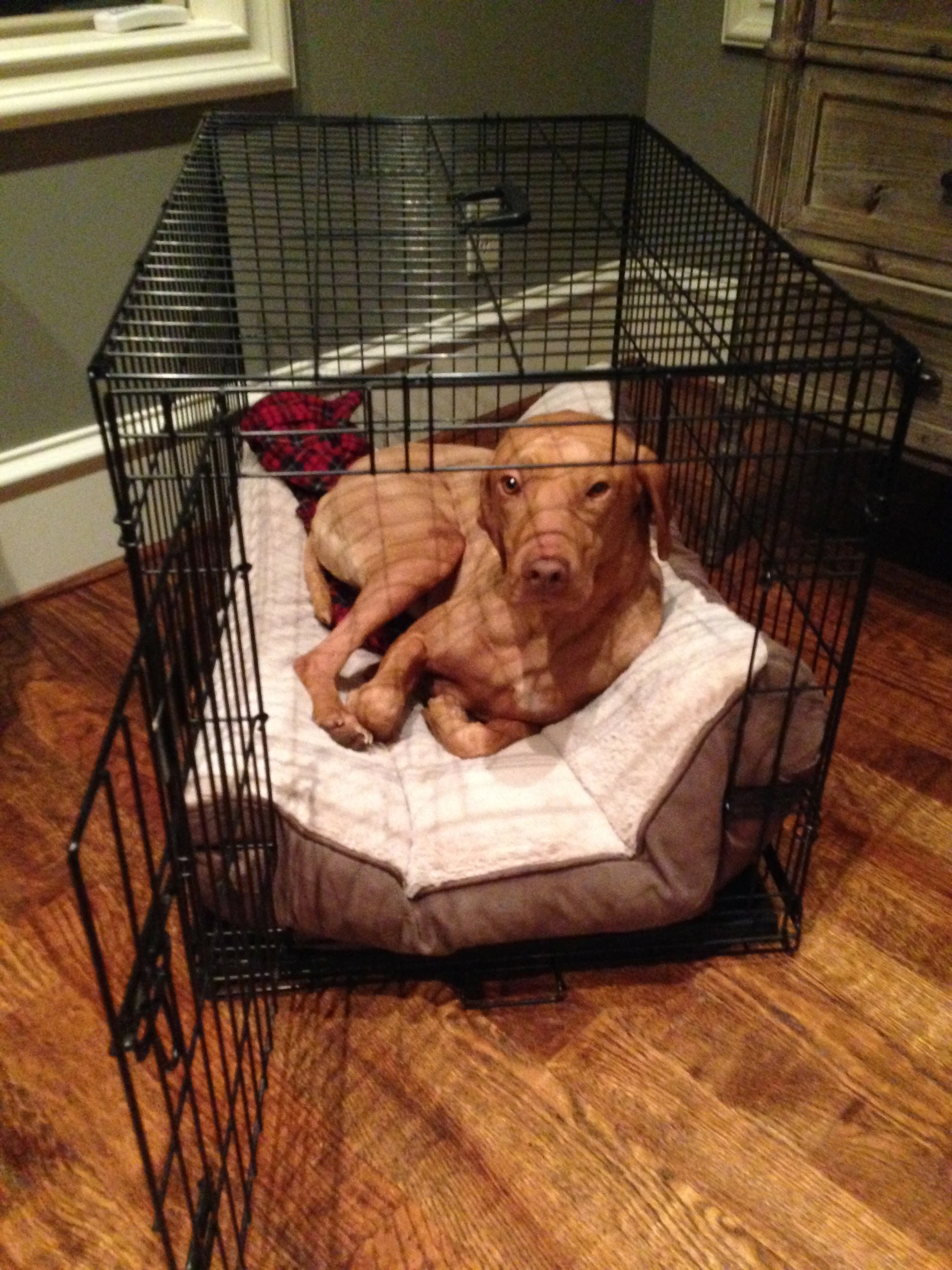 This is my buddy Rod Lake&rsquo;s dog, Camo. 