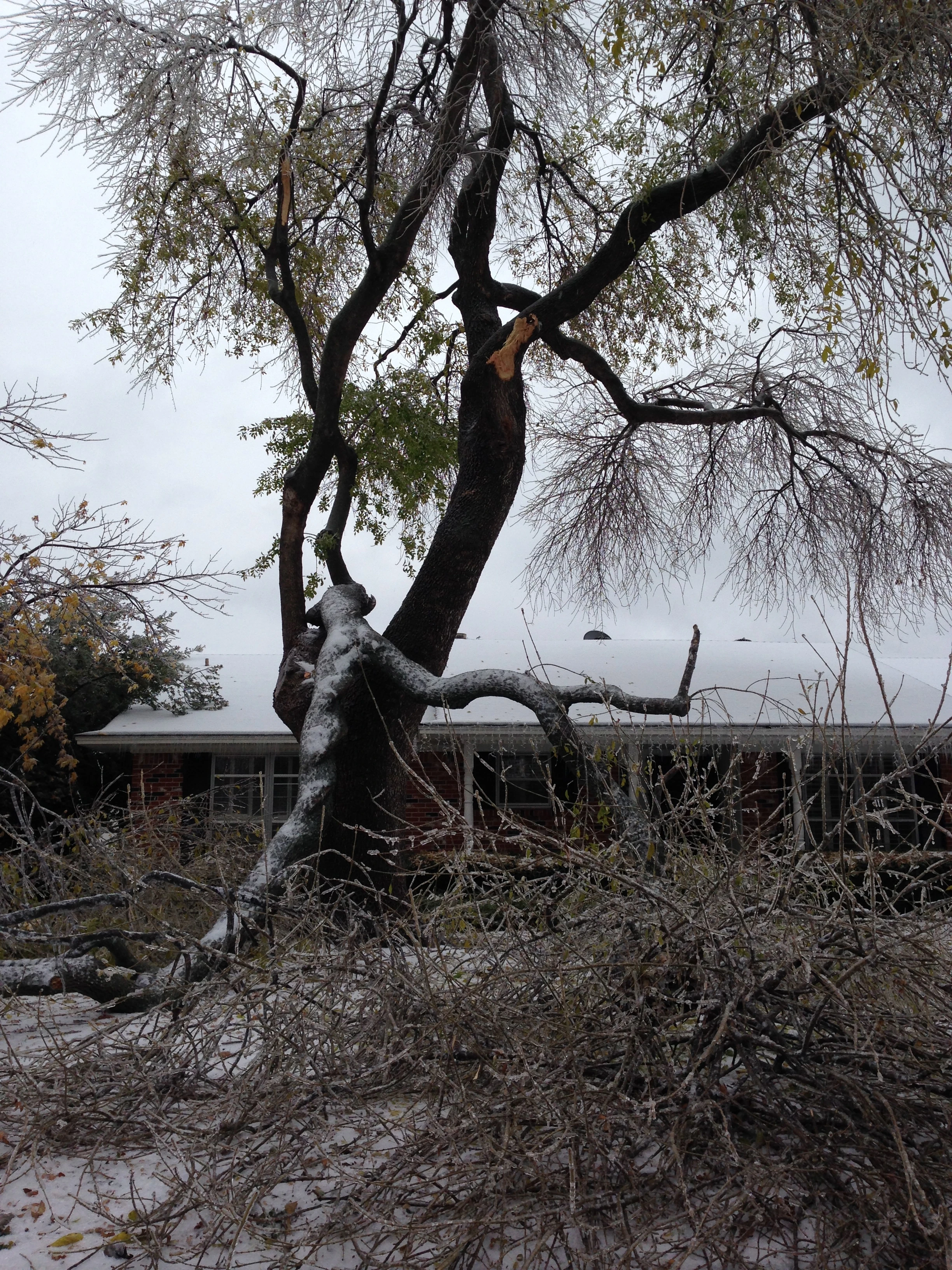 I saw lots of these on the short drive to electricity at Starbucks.