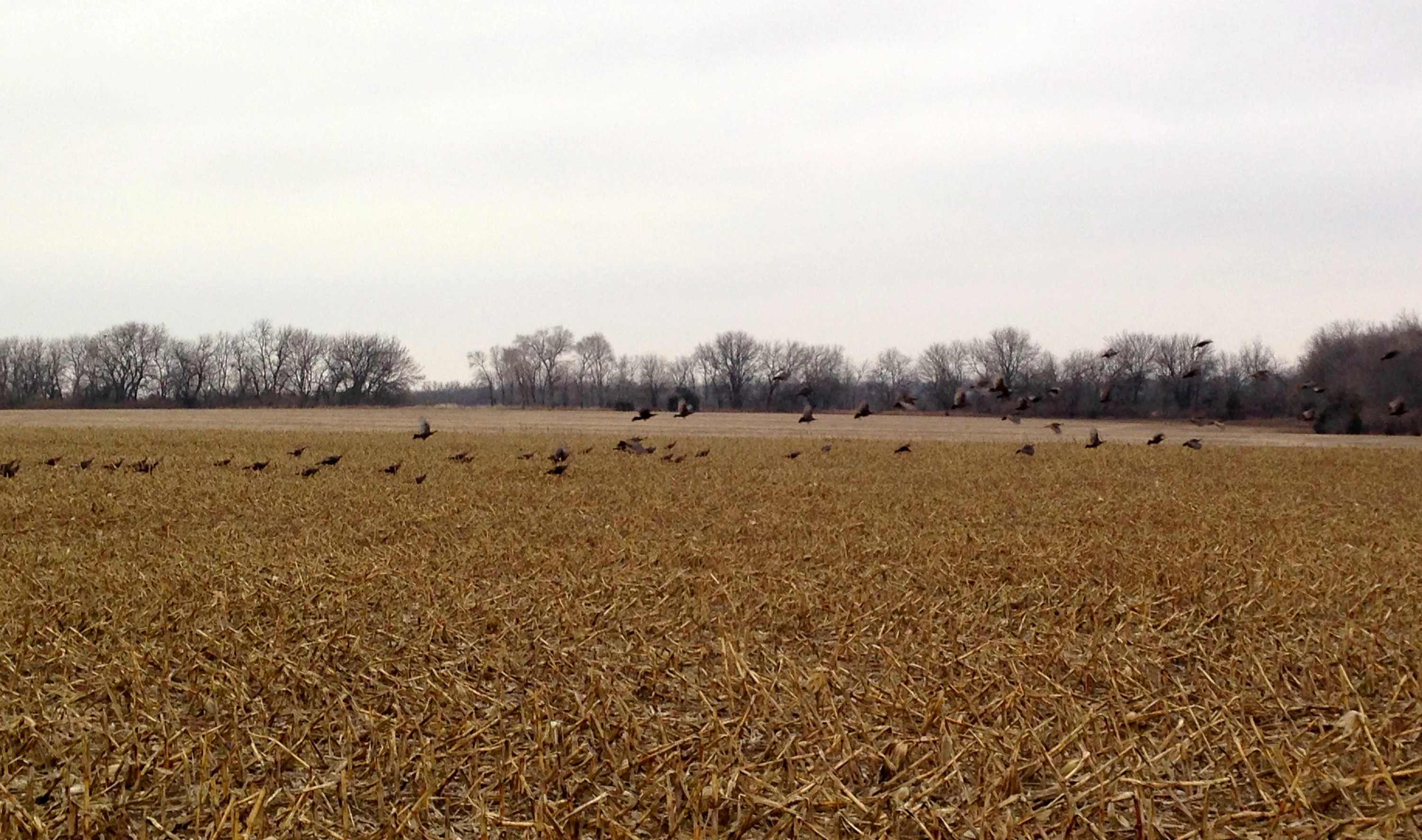 Here is the first flock of turkeys. If you enlarge the picture, by clicking, so you see how many are already flying.