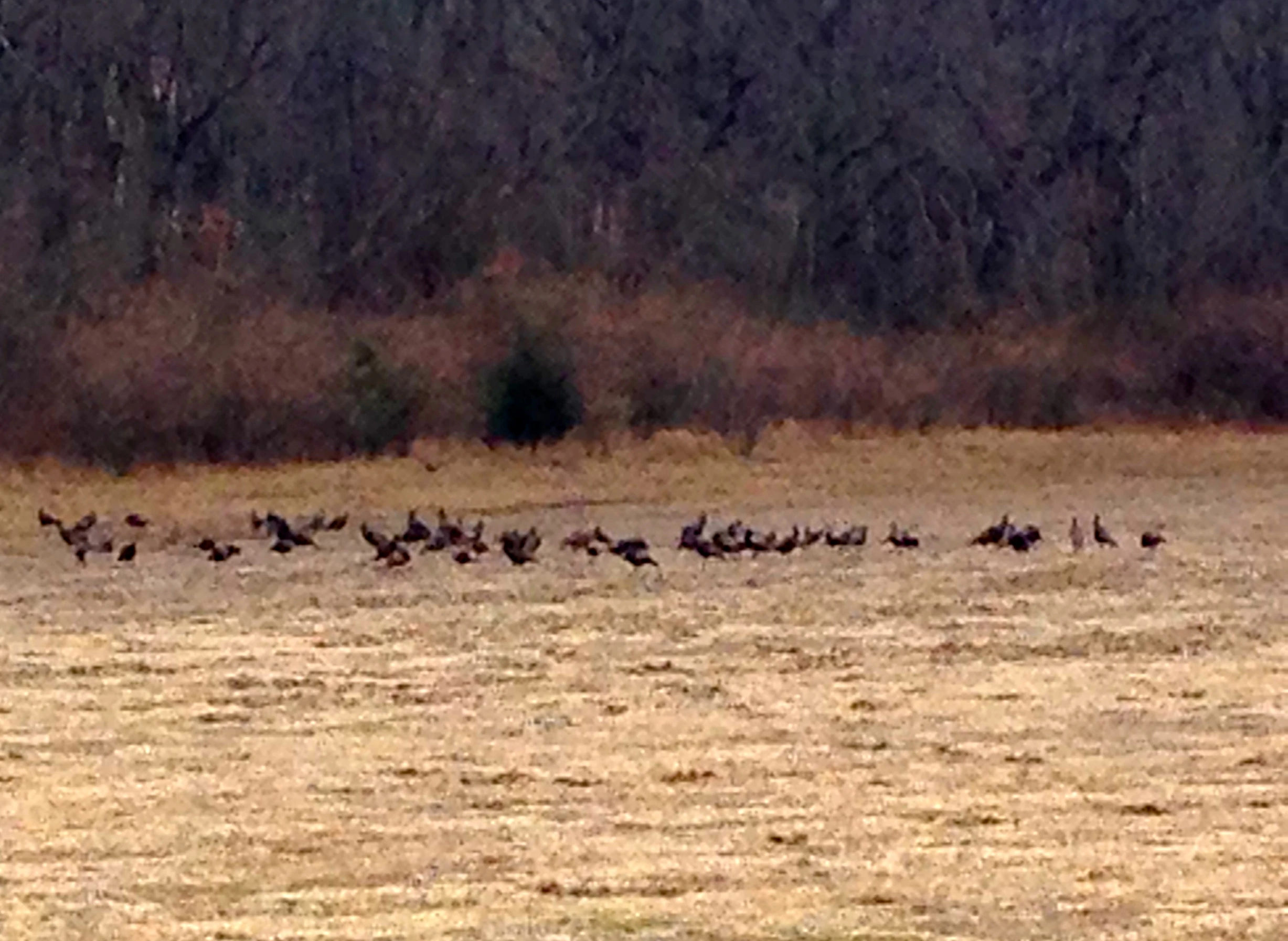 This is about 1/2 of the 2nd flock. 