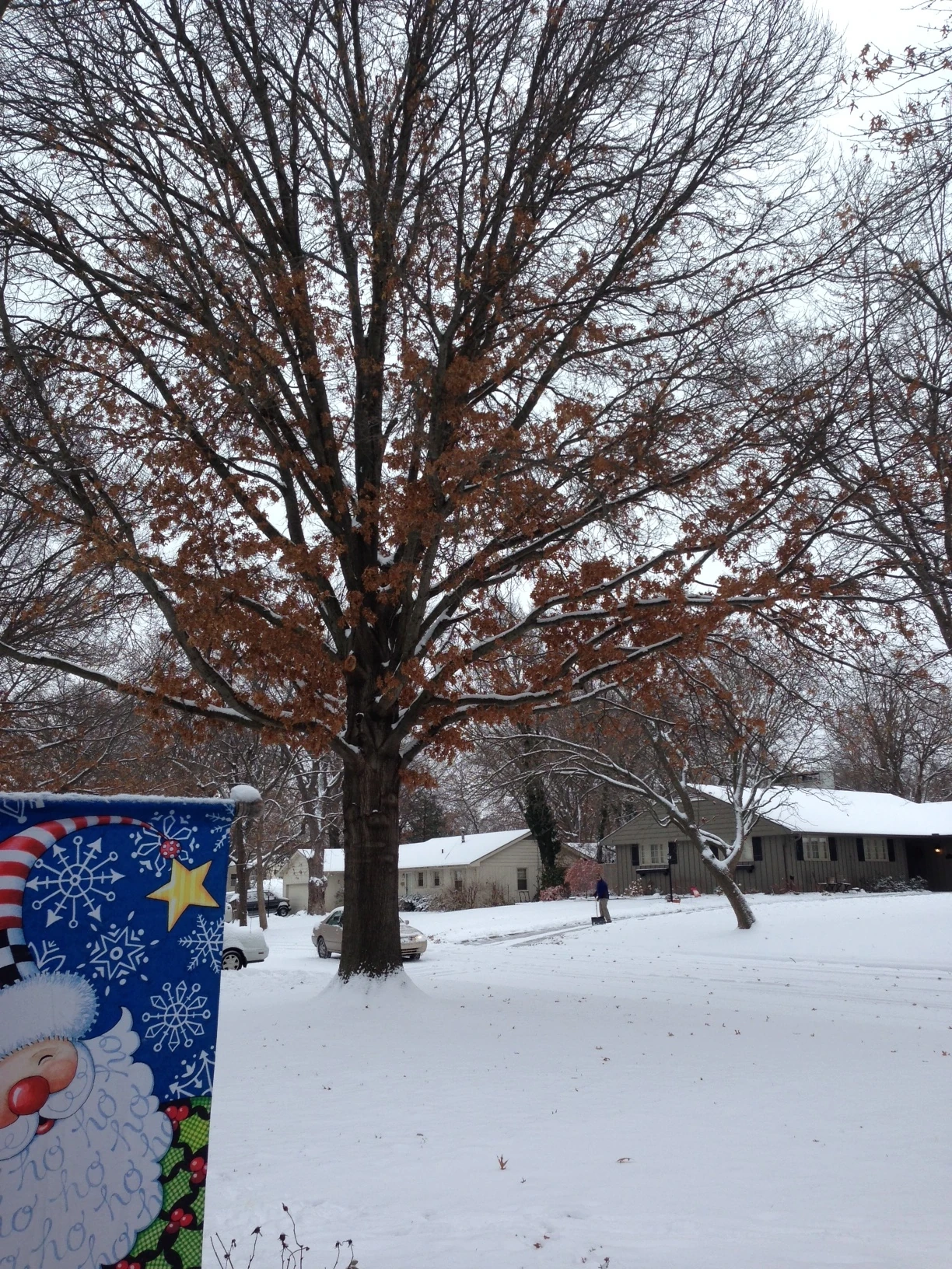 The oak trees in my front yard keep some of their leaves all winter.