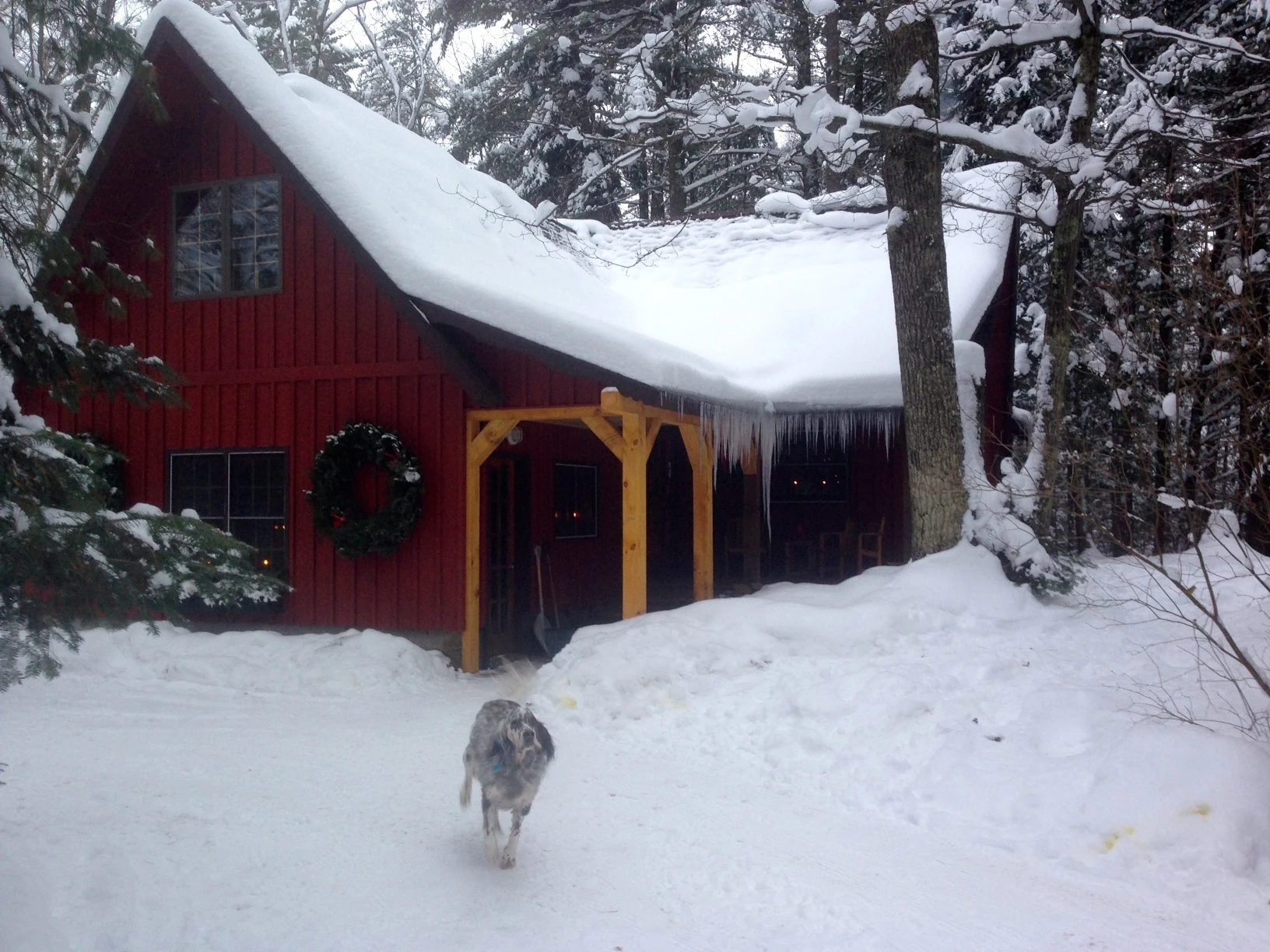 Hawkeye came out to meet me this morning.