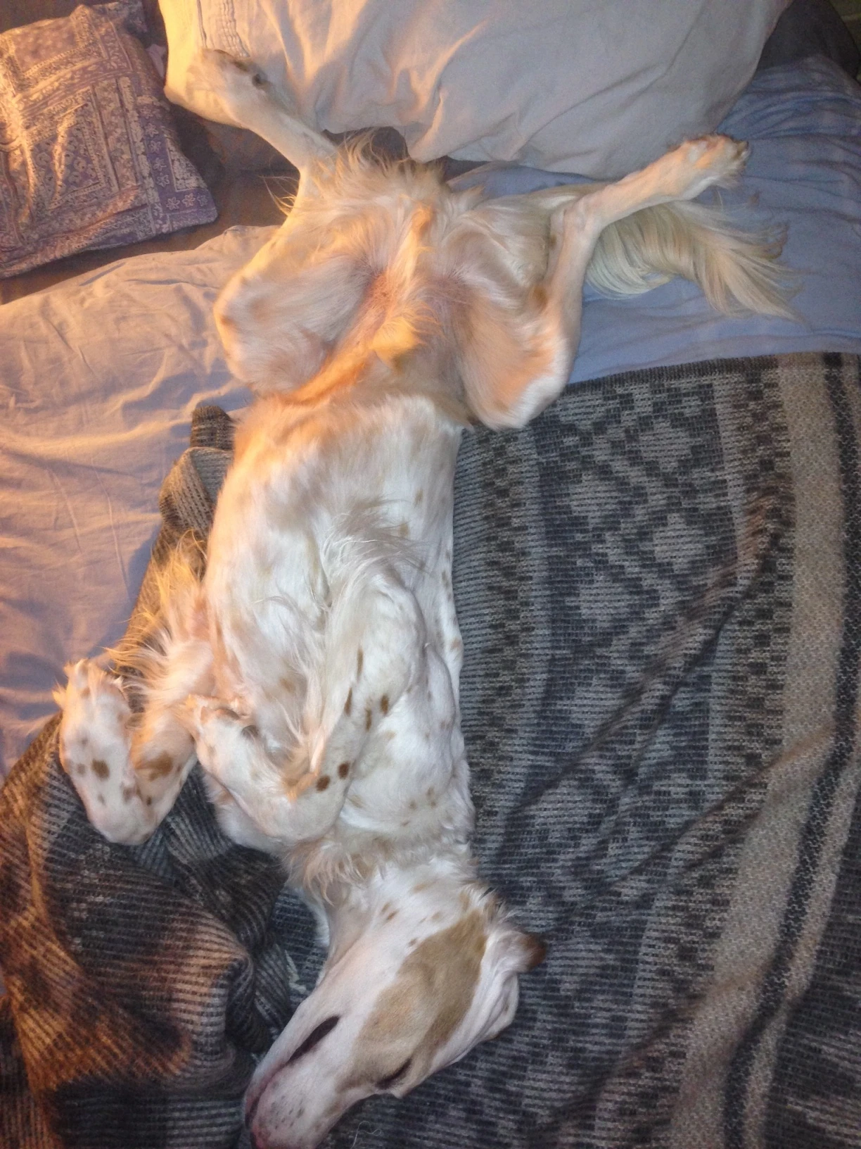 Bromont is pretty done every night from romping in the woods.