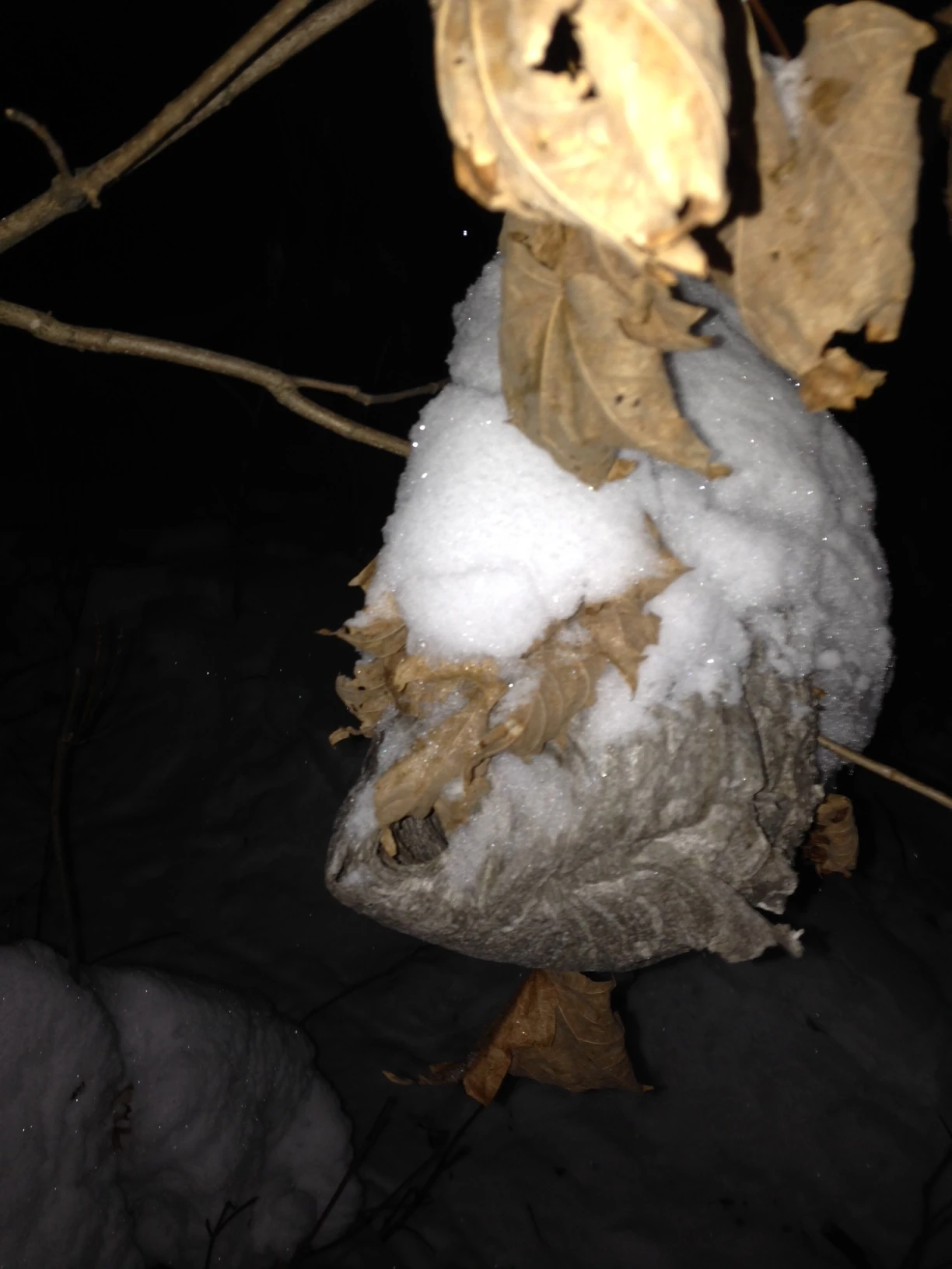 We saw this wasp net on the New Year&rsquo;s Eve snow shoe.