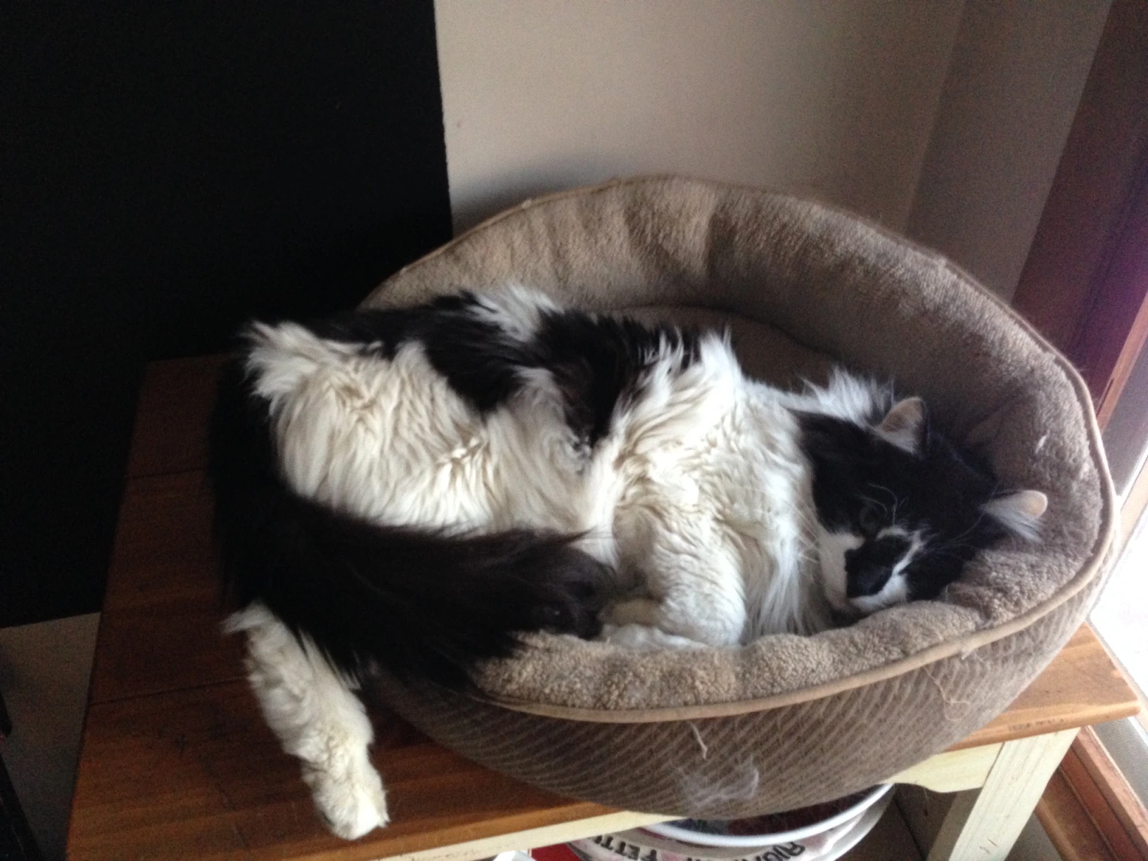 This is a photo from right before I left. He liked to sleep in weird positions. 