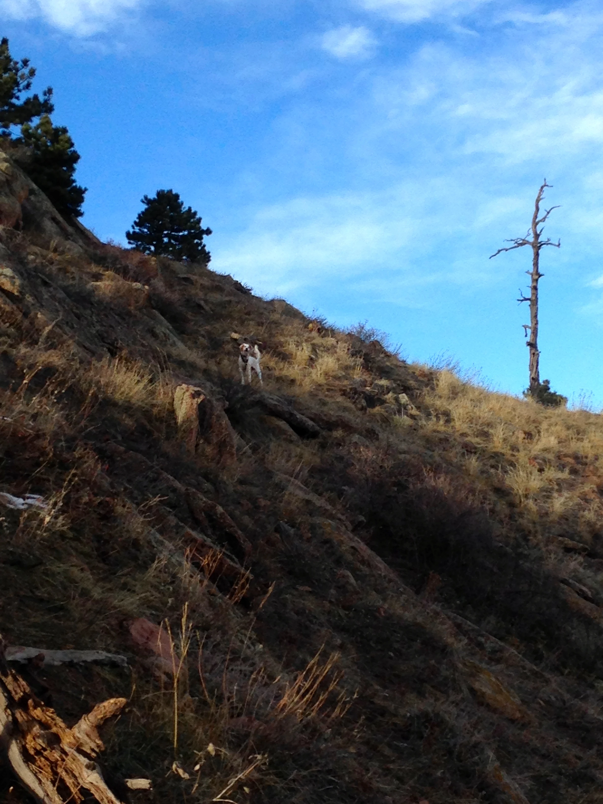 Bromont on the hike up Mt. Sanitas.