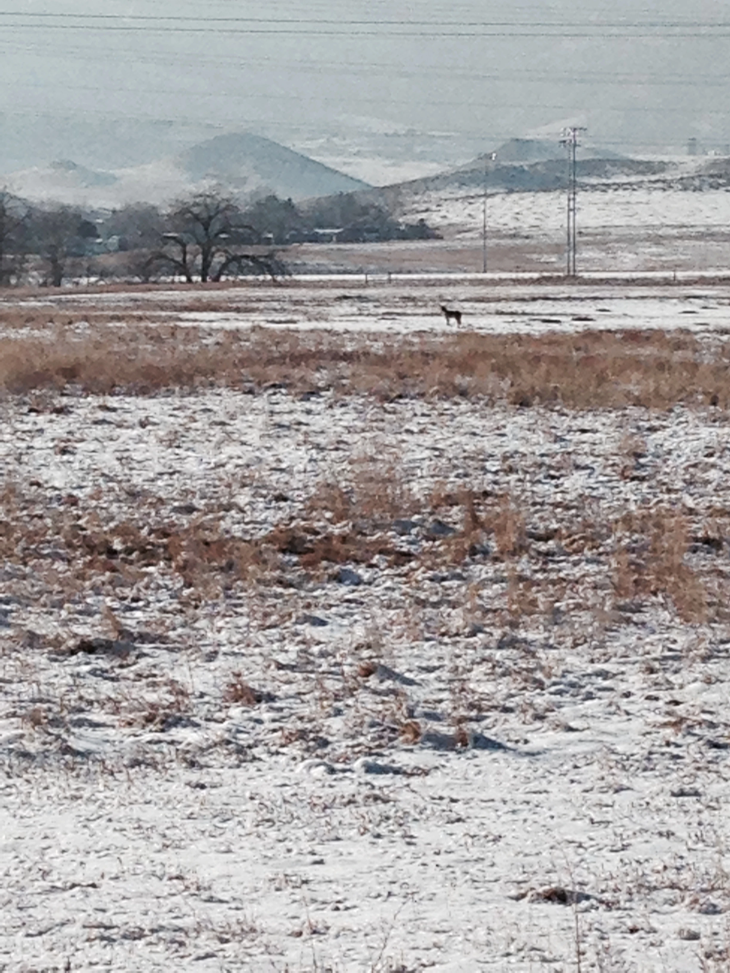 VIncent&rsquo;s backyard opens up to green space. This coyote has been hanging around, looking for an extra Prairie Dog or two.