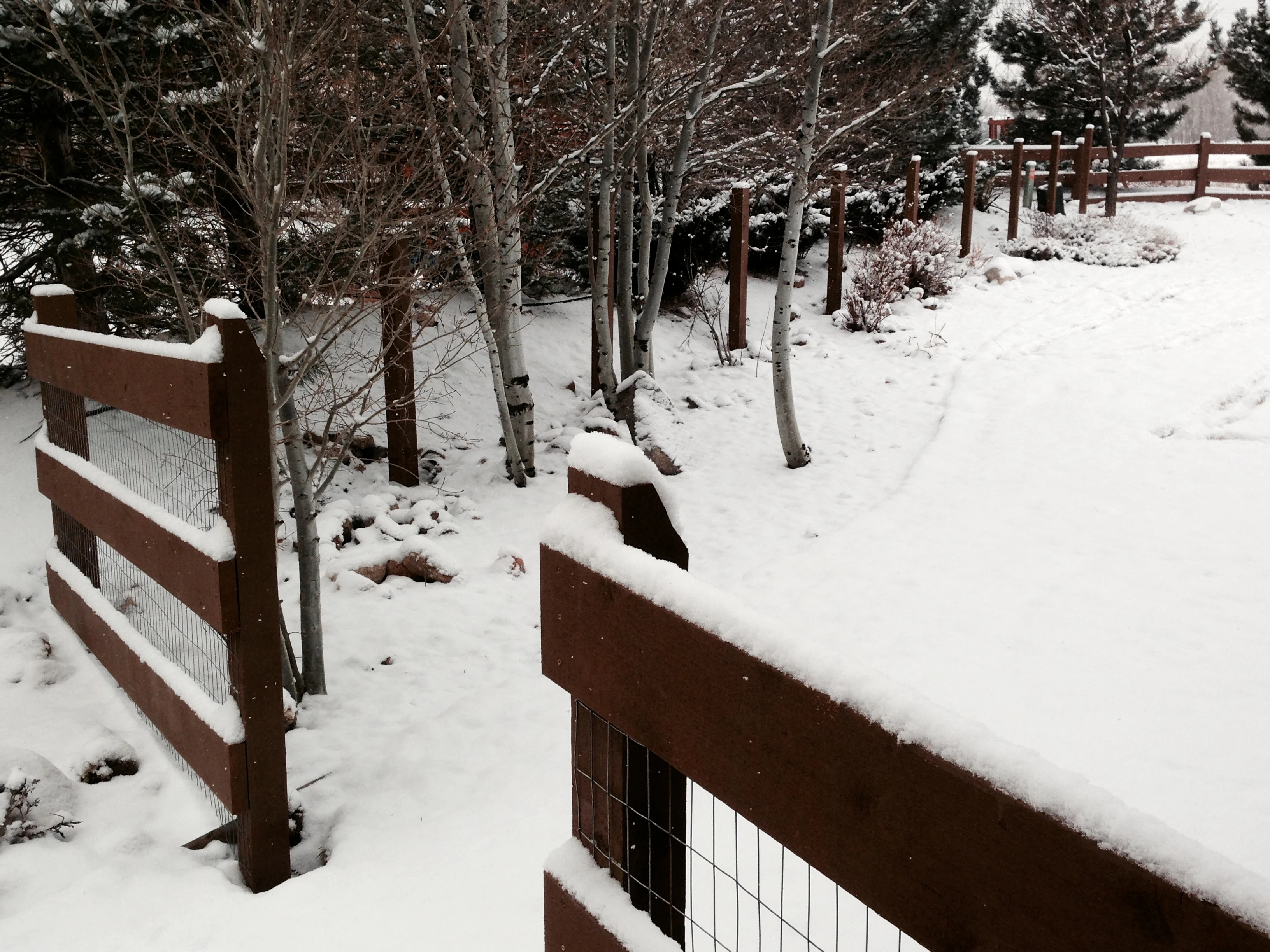 Picture out the window this morning. The whole south side needs welded wire and rails.