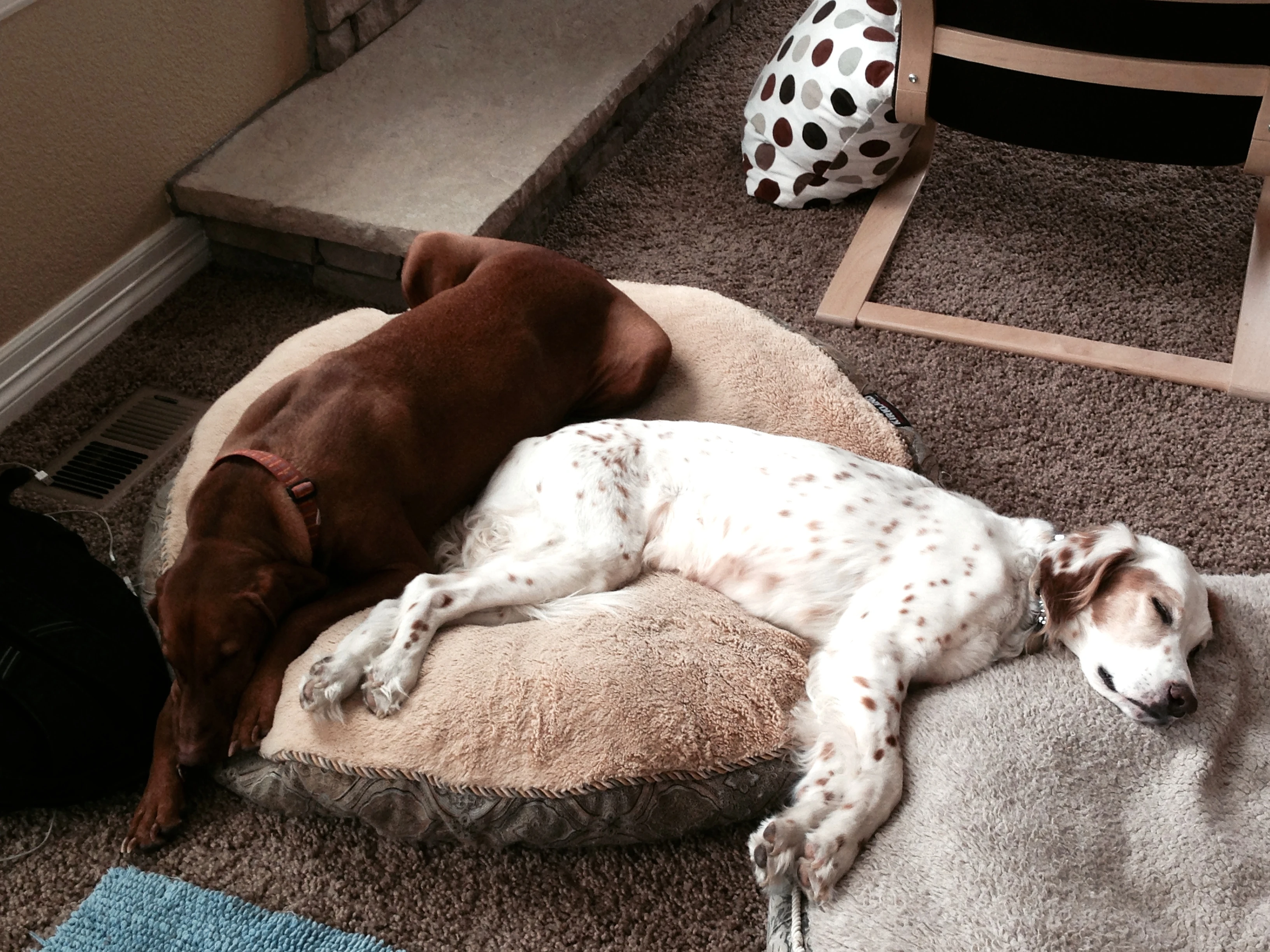 Down time is important for dogs.