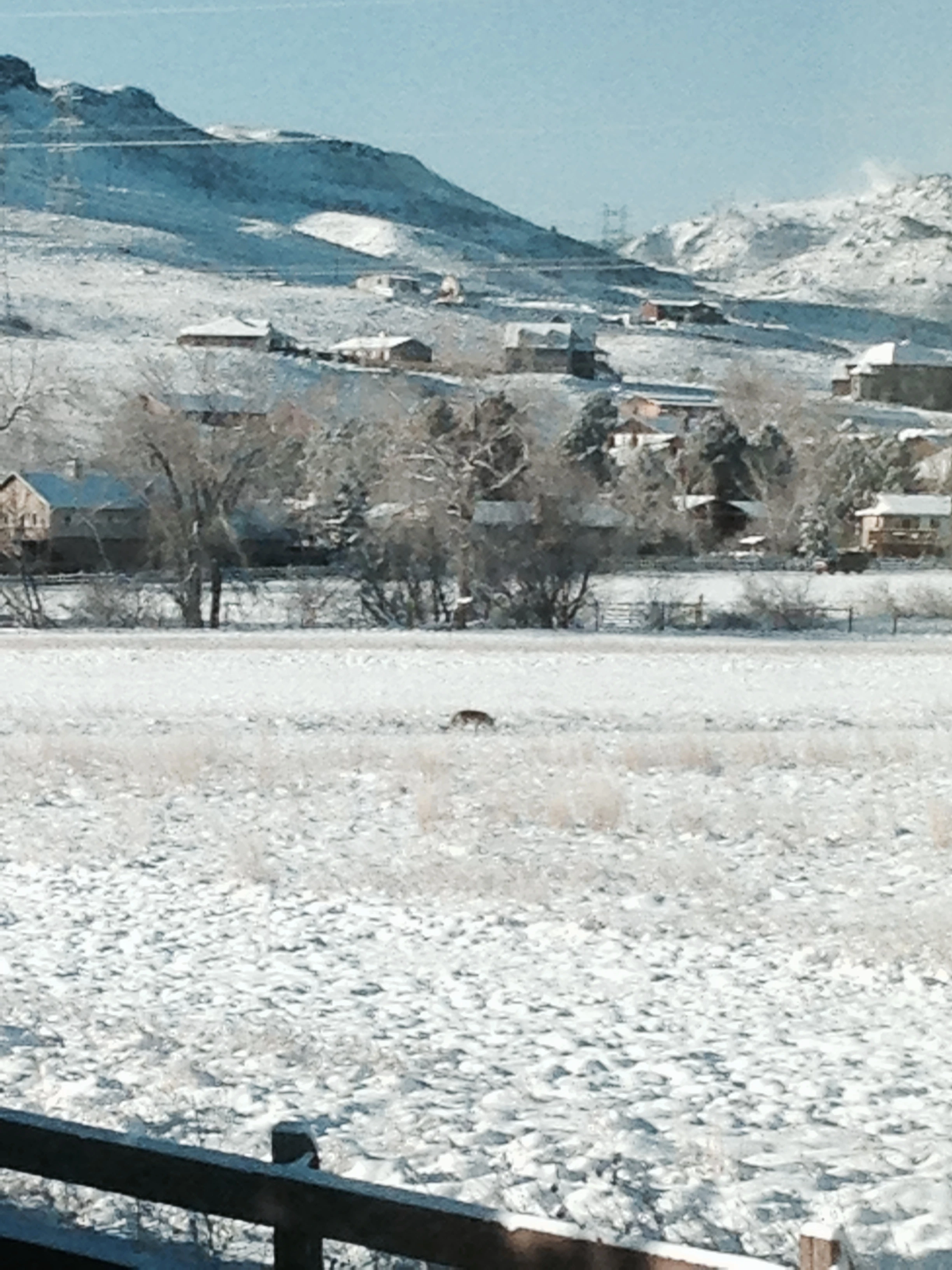 This coyote has been hanging out in the green space behind Vincent’s house ever since we got here.