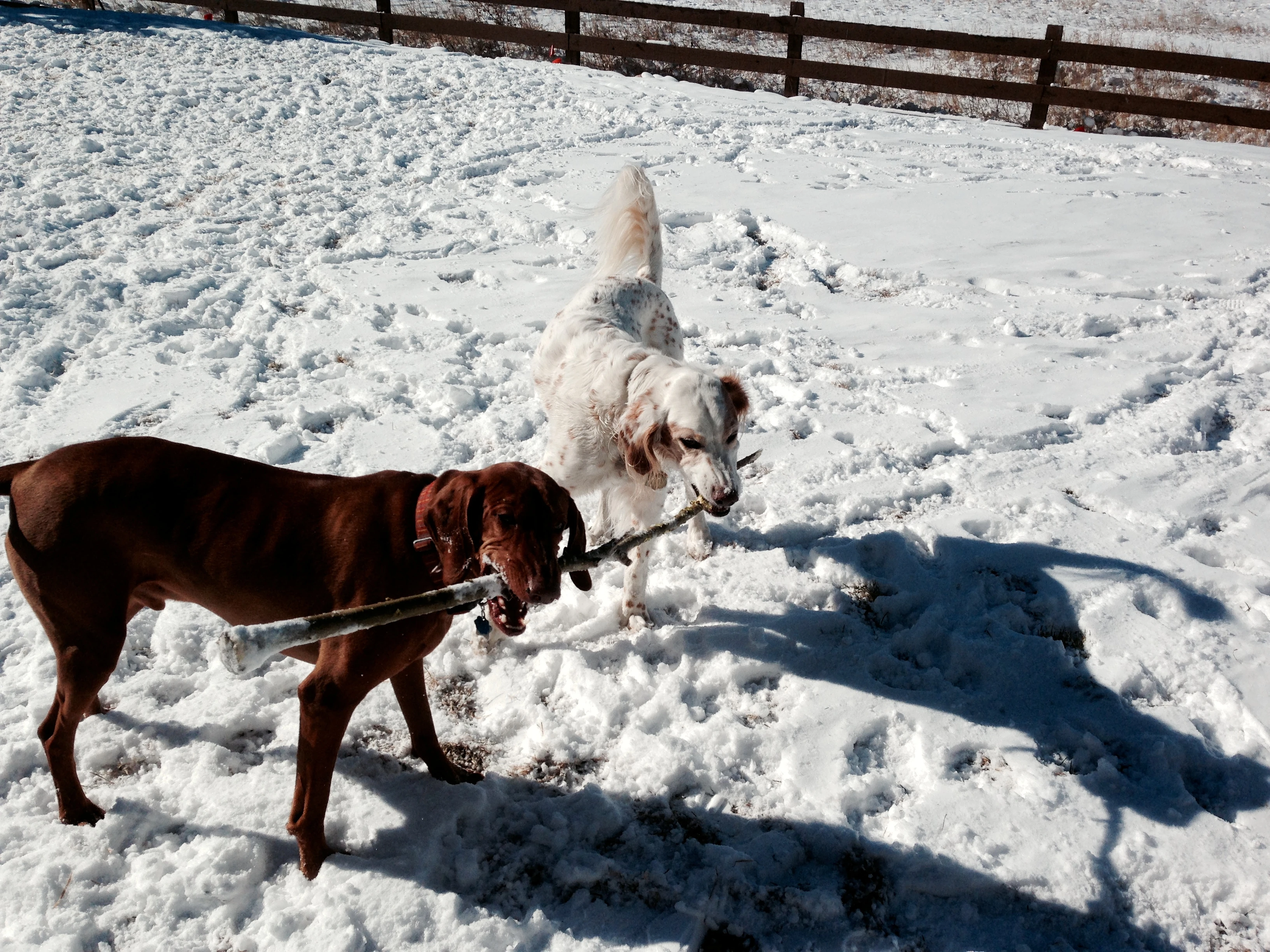 One stick, two dogs, good spectating. 