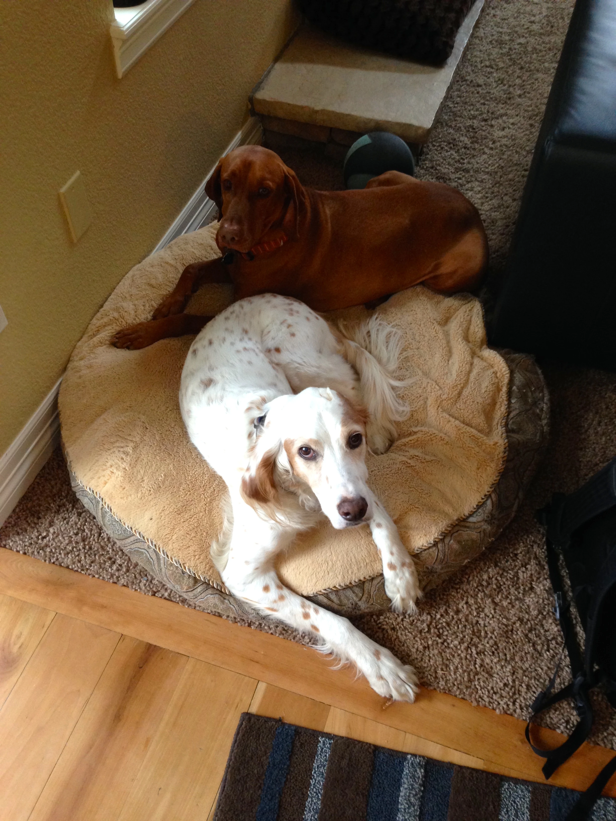 Bromont and Vincent&rsquo;s dog, Jack, are best buddies.