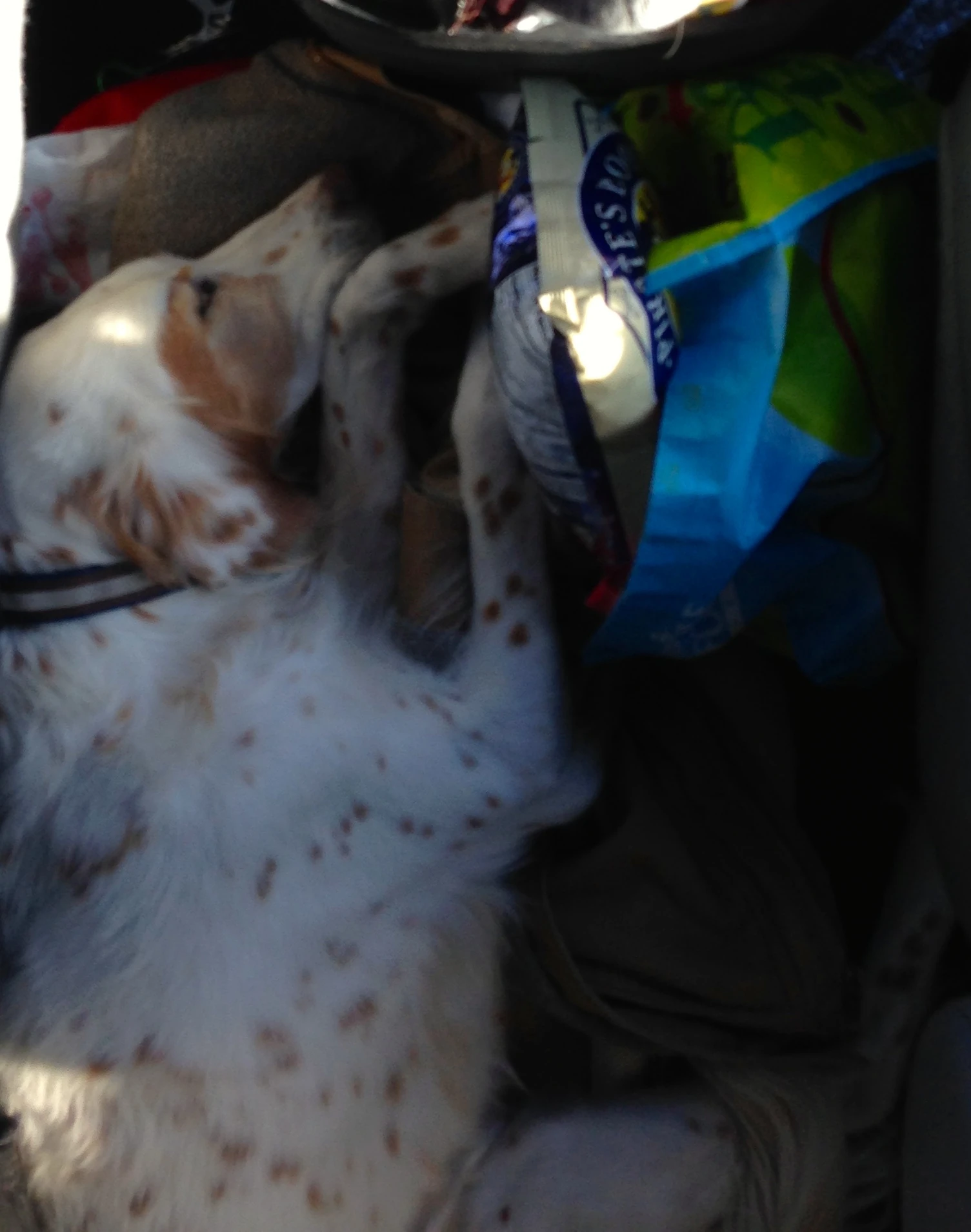 Bromont ended up on the floor sleeping between the seats. He had the whole back seat and front seat too.