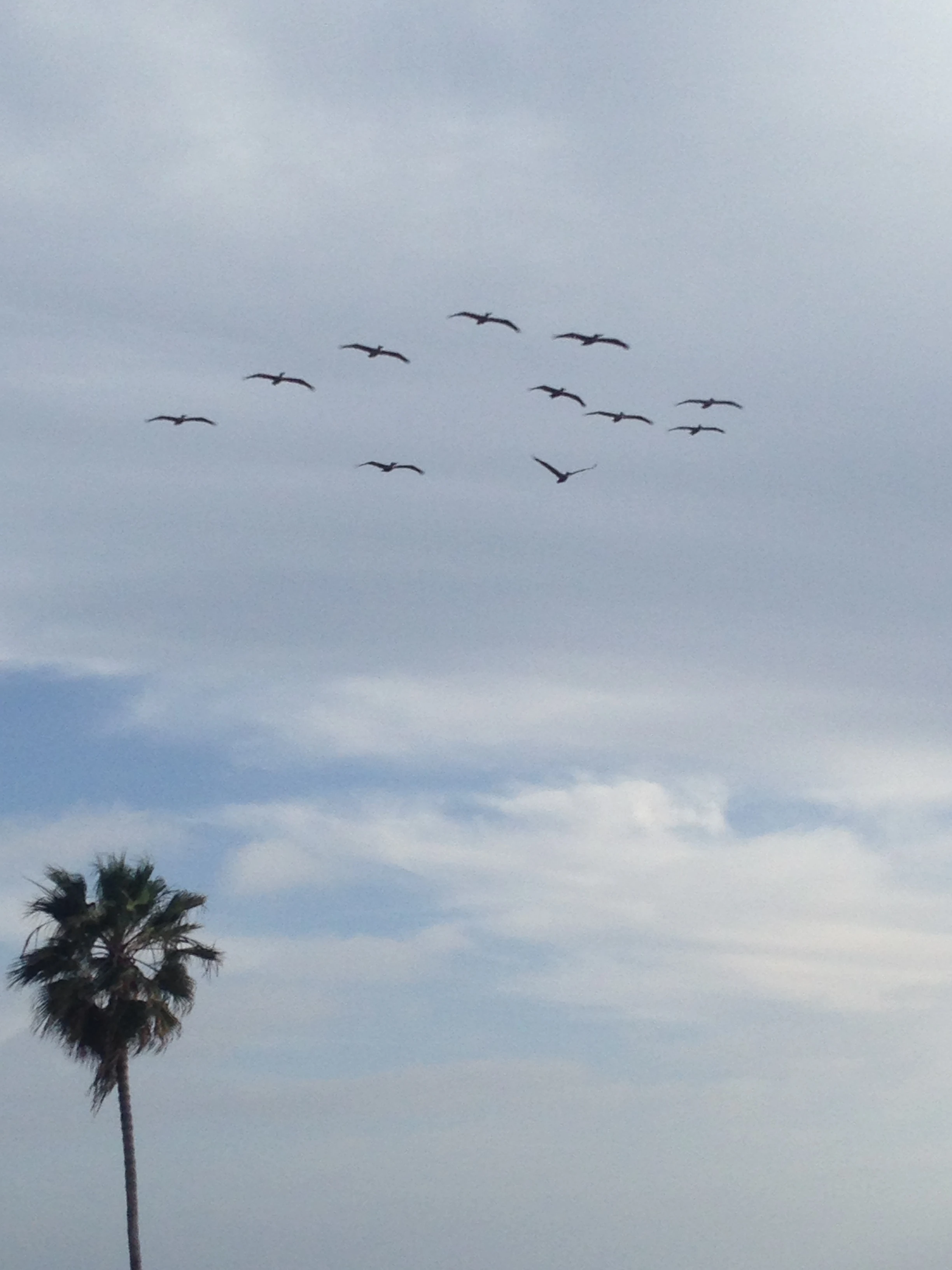 These pelicans were flowing me up and down the coast the other day.