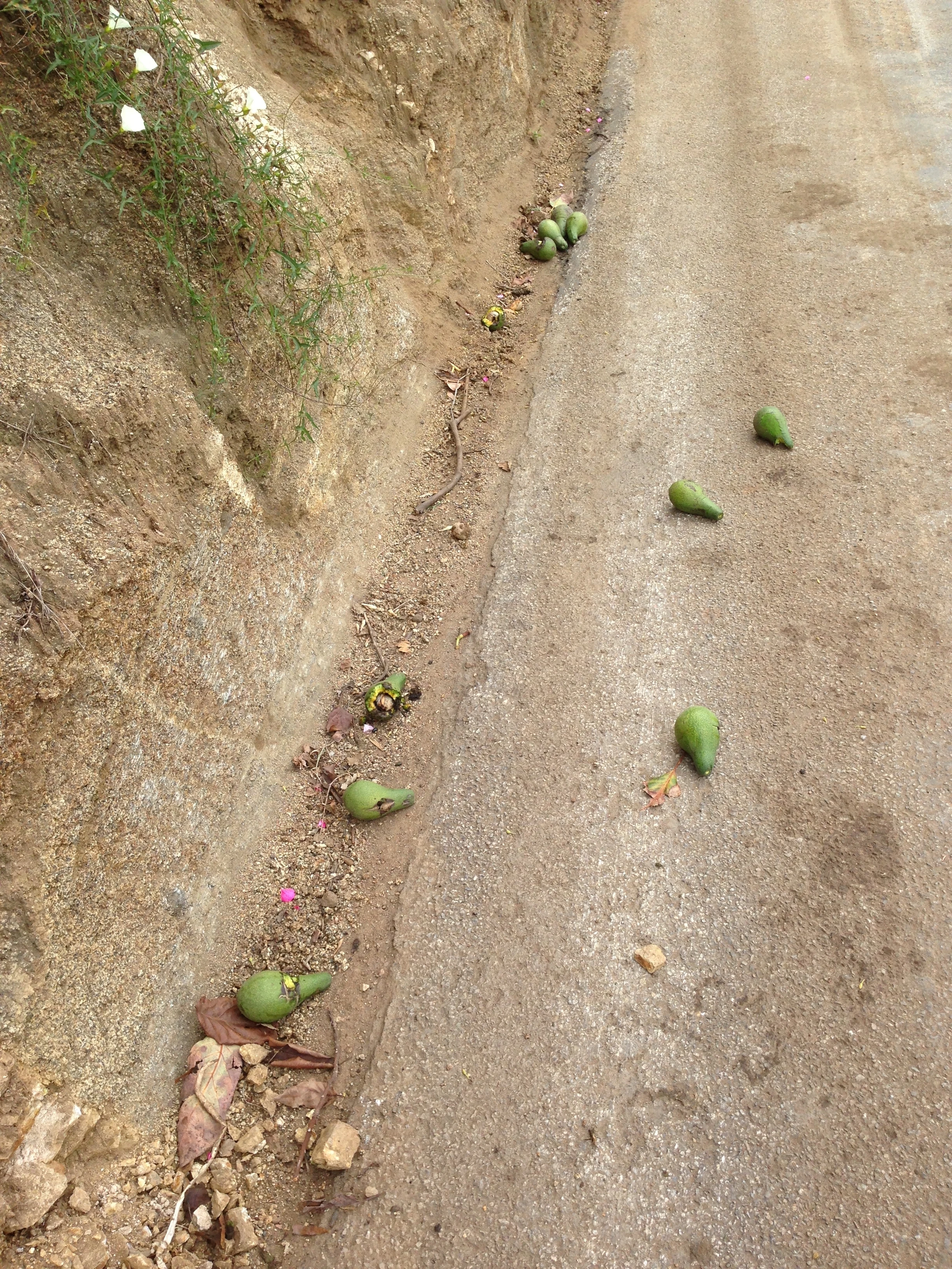 I stopped an picked up a few avocados on the road while climbing Couser.