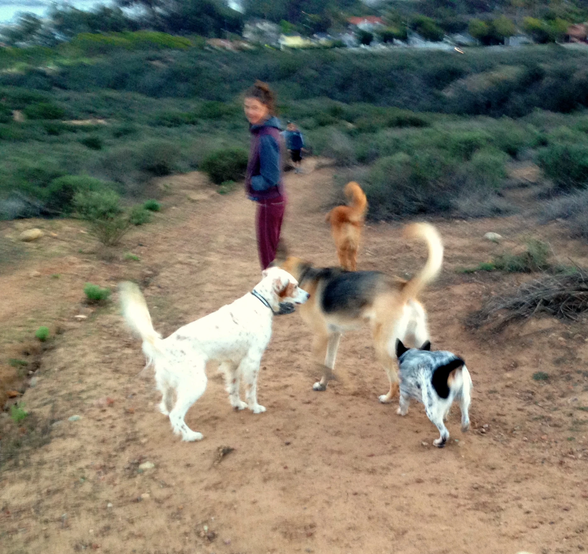 Dog walking last night up on Soladad. 