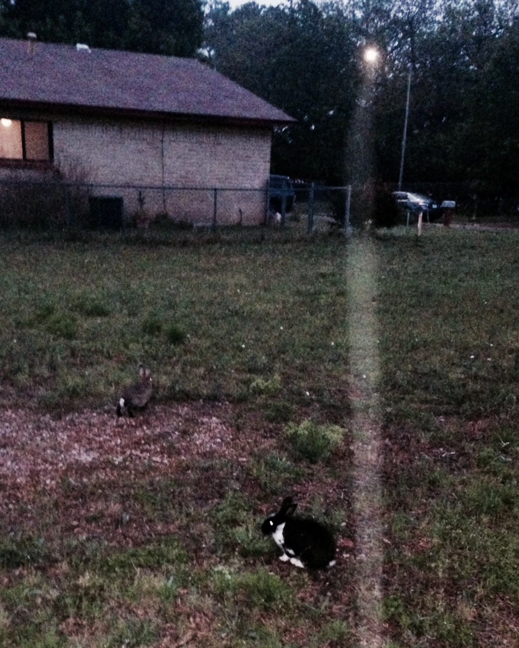 I saw these rabbits, at dusk, on the way back. I walked right up to the black and white one, could have picked him up. 