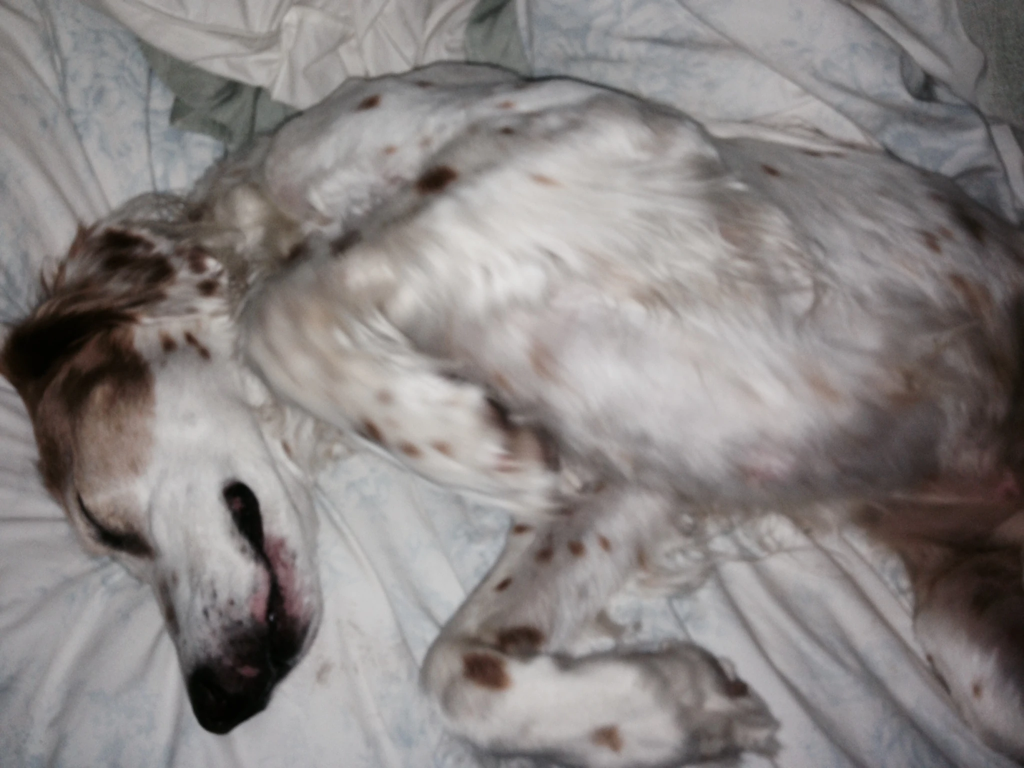 This is a nightly deal with Bromont. He always hogs my side and then acts like he is asleep and won&rsquo;t move when I want to go to bed.